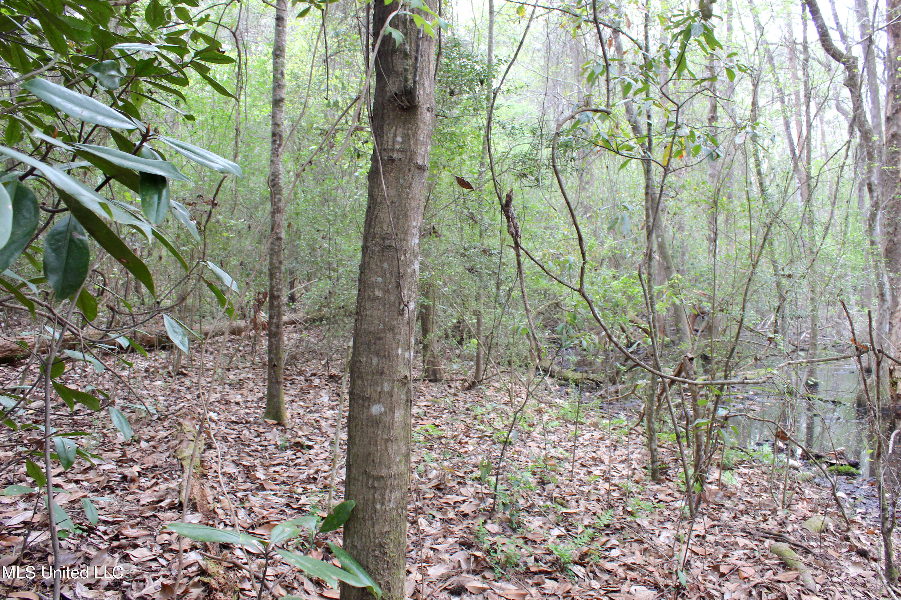 Lot 7 Frank Snell Road Property Photo 5
