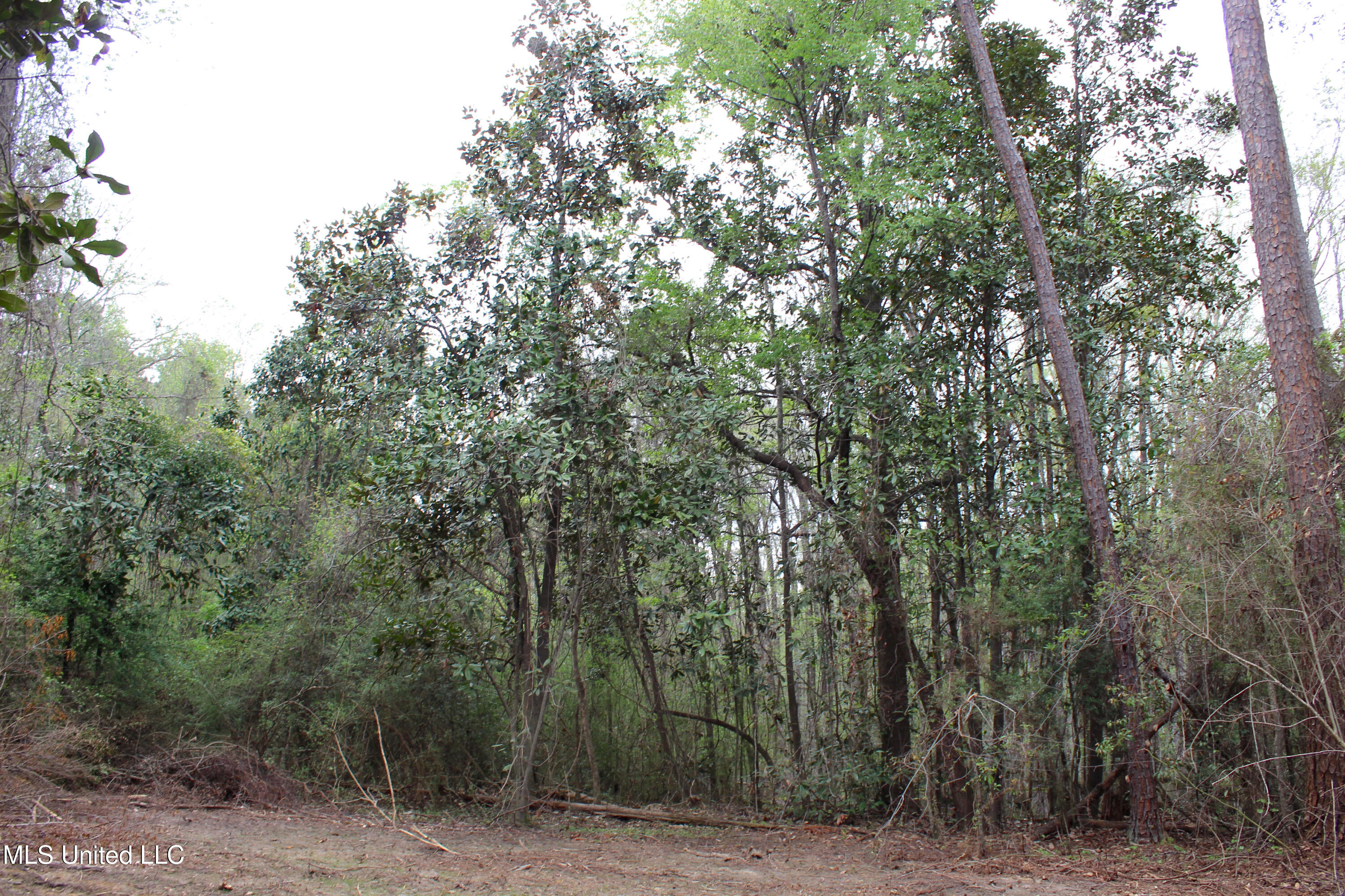 Lot 7 Frank Snell Road Property Photo 7