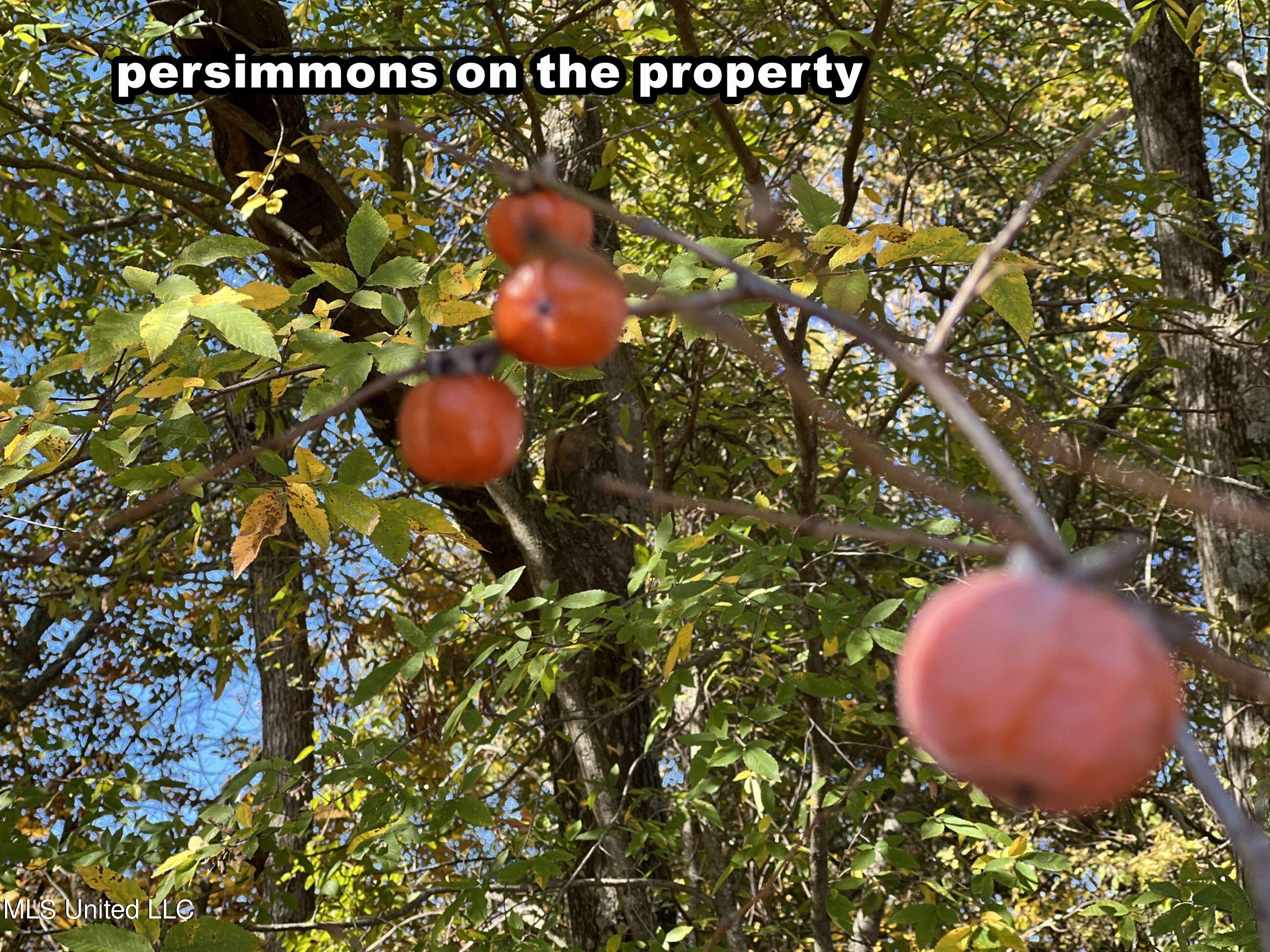 5151 Nash Road Property Photo 24