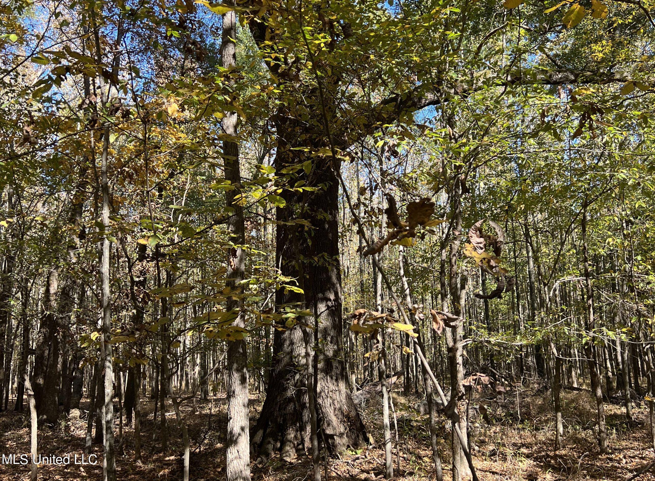 5151 Nash Road Property Photo 70
