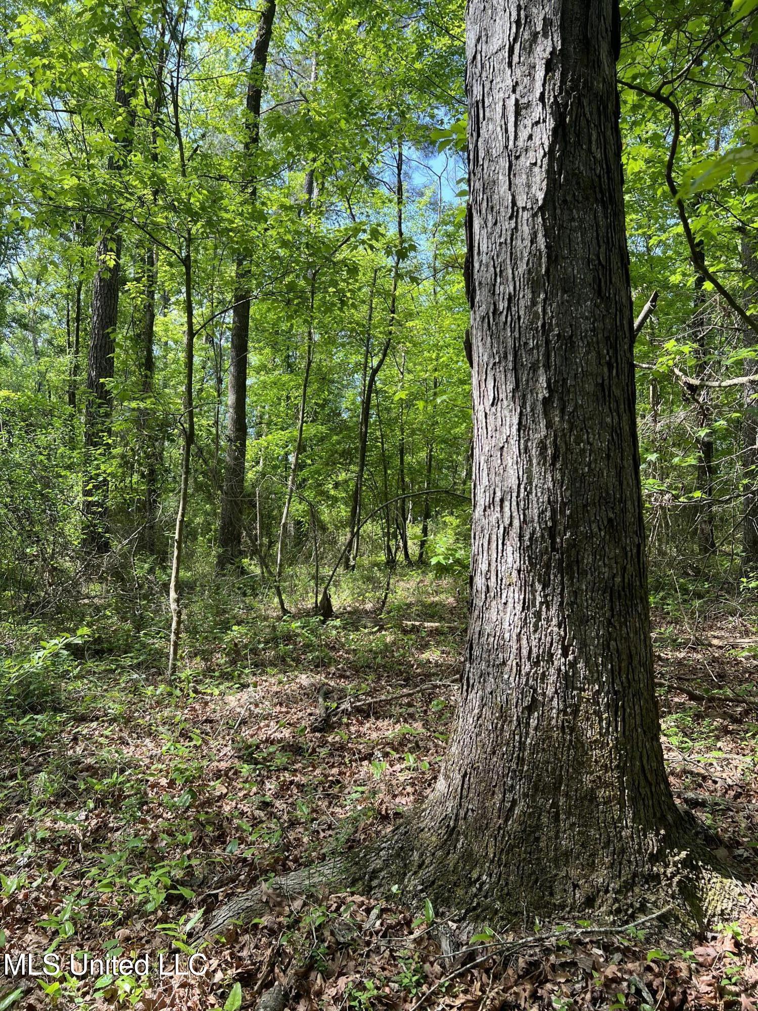 Hwy 49 Property Photo 9