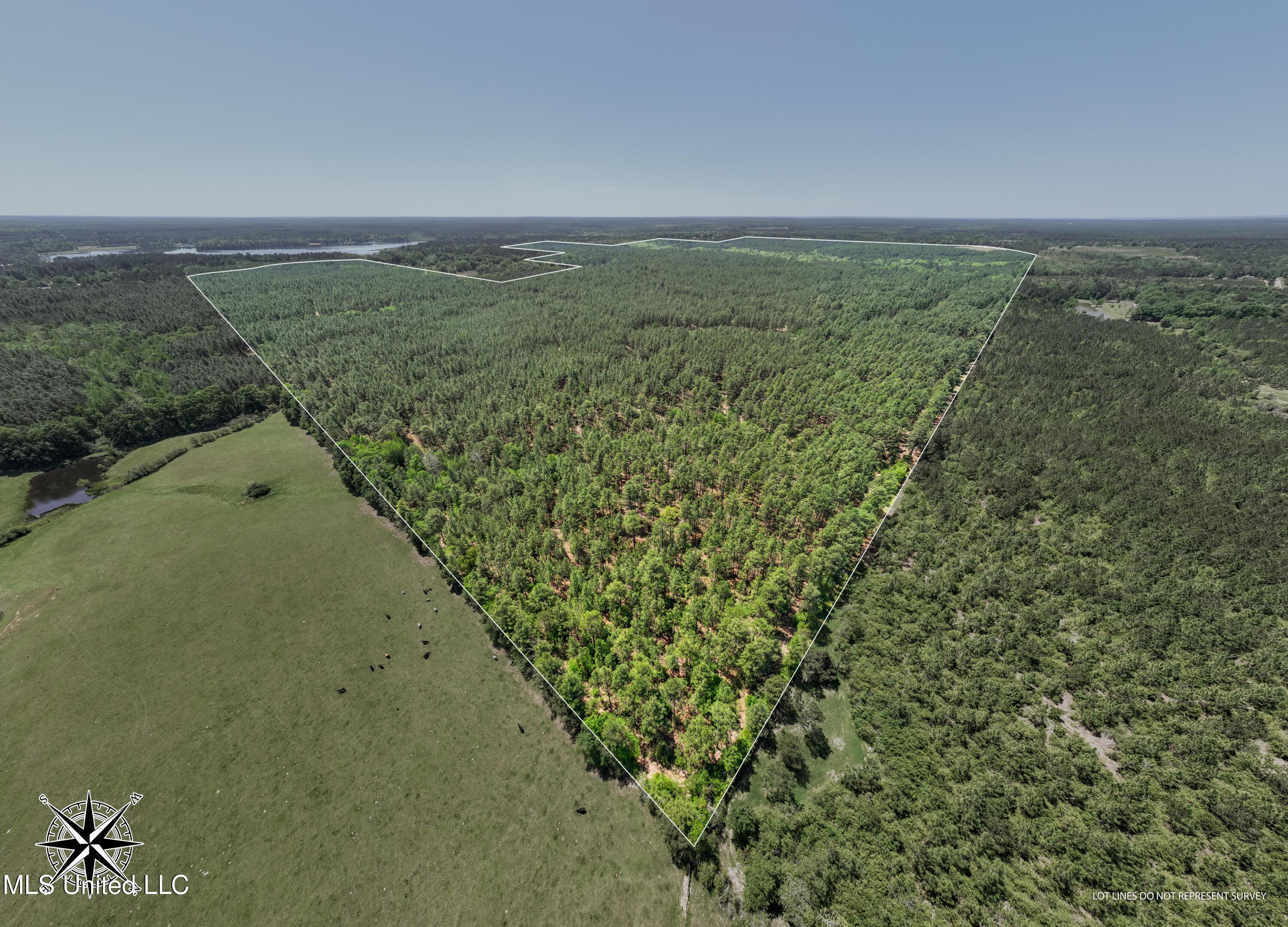 703 Ac +/- Purvis To Baxterville Road Property Photo 2