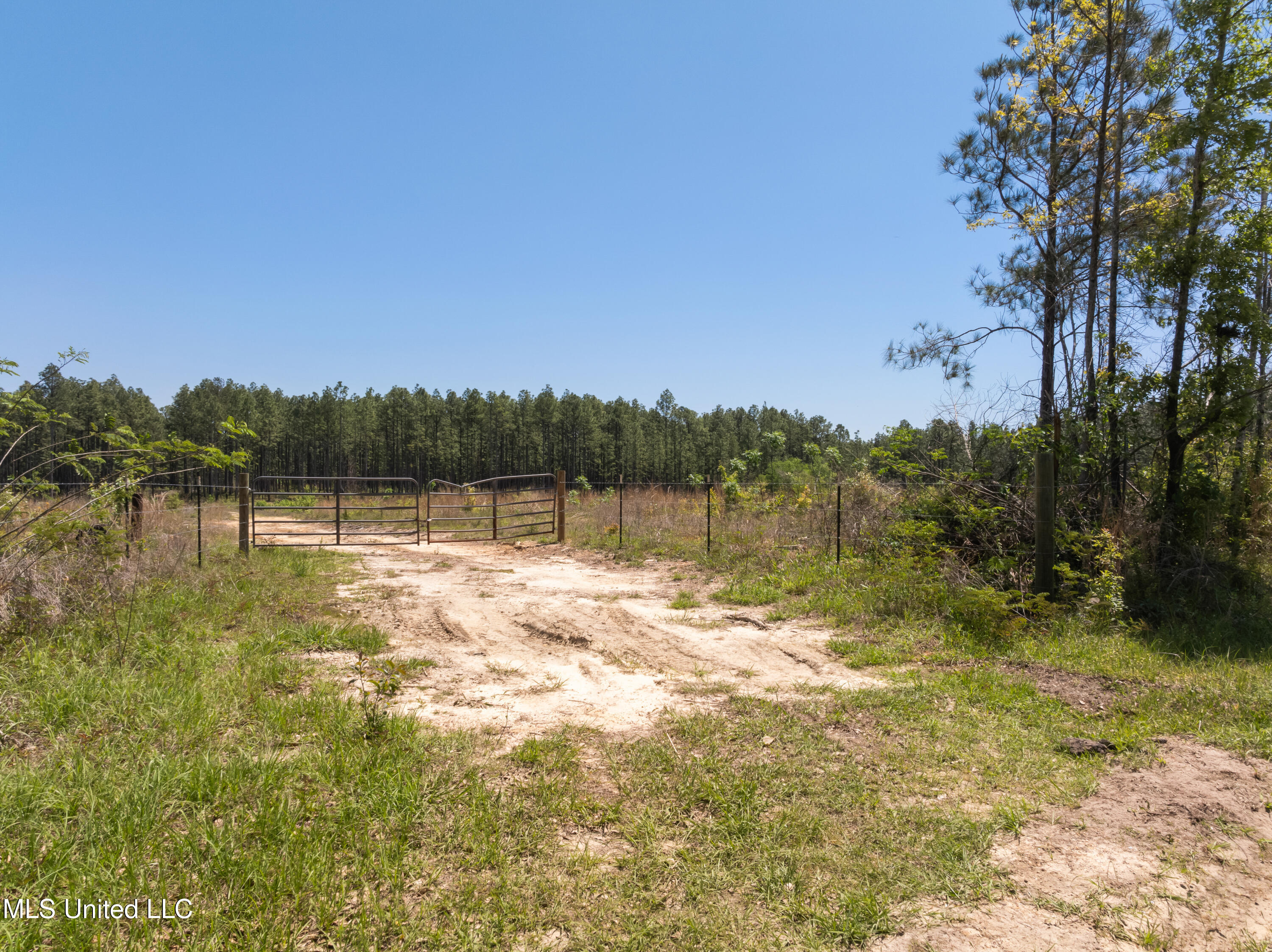 703 Ac +/- Purvis To Baxterville Road Property Photo 3