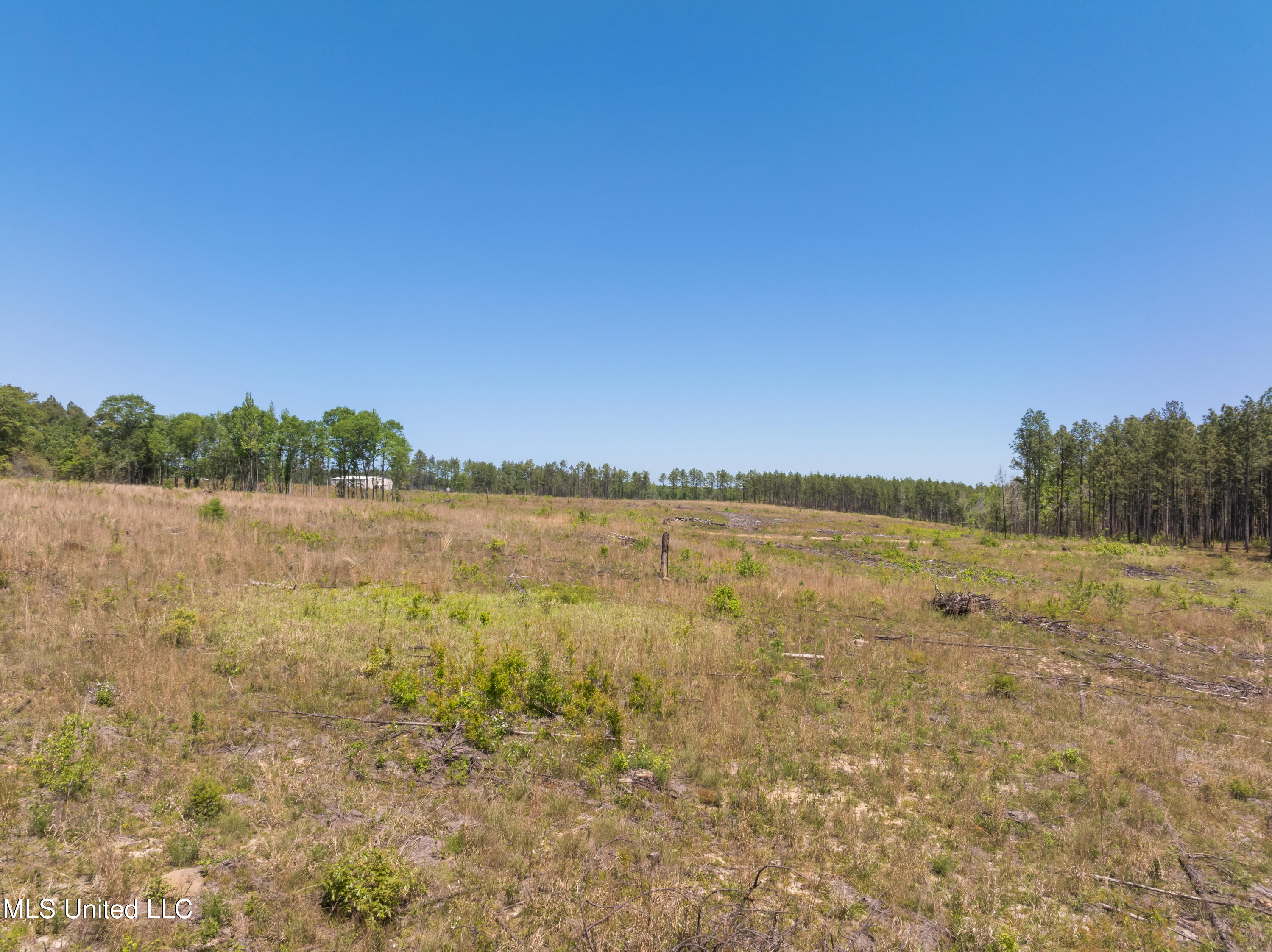 703 Ac +/- Purvis To Baxterville Road Property Photo 4