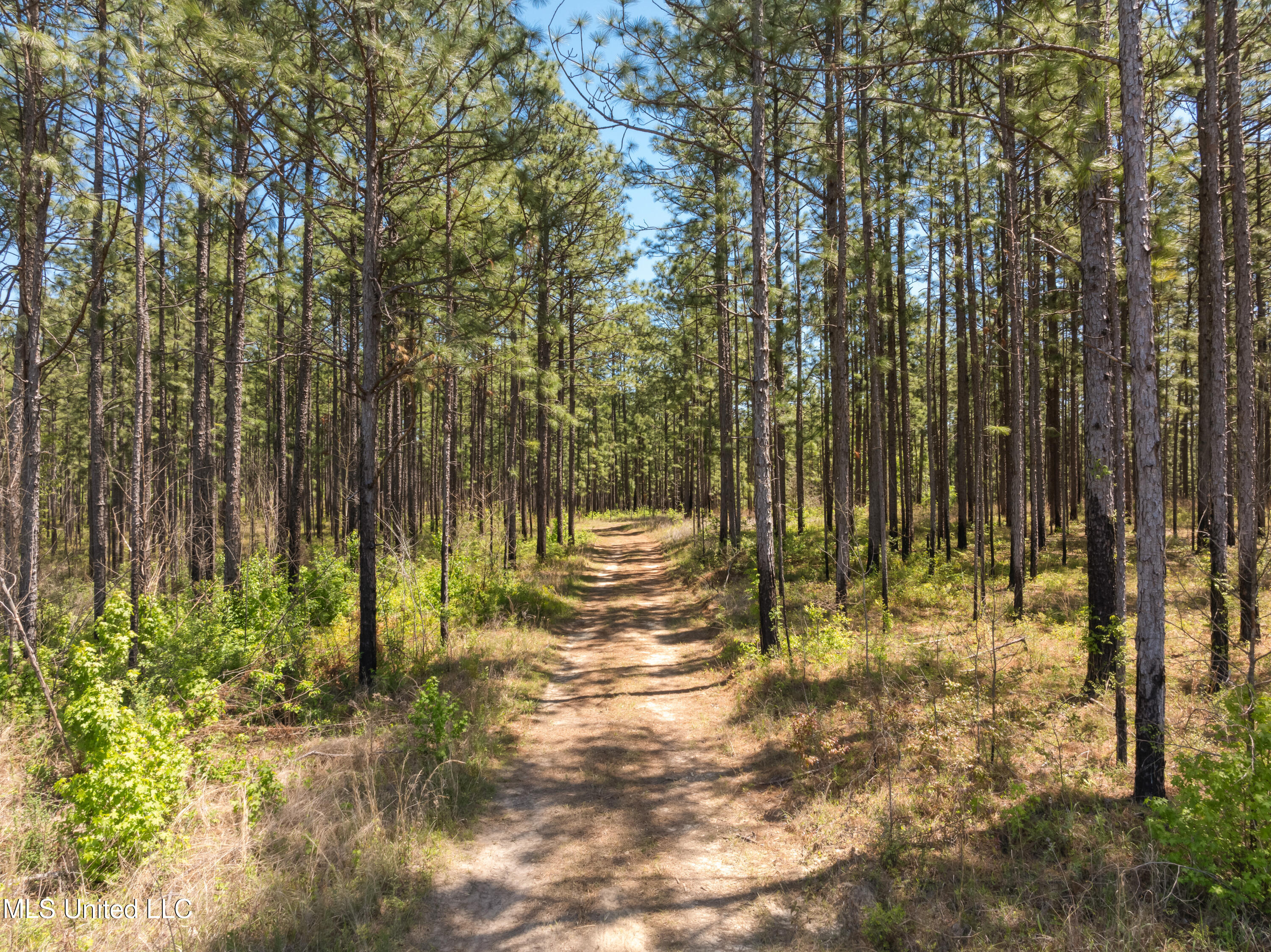 703 Ac +/- Purvis To Baxterville Road Property Photo 6
