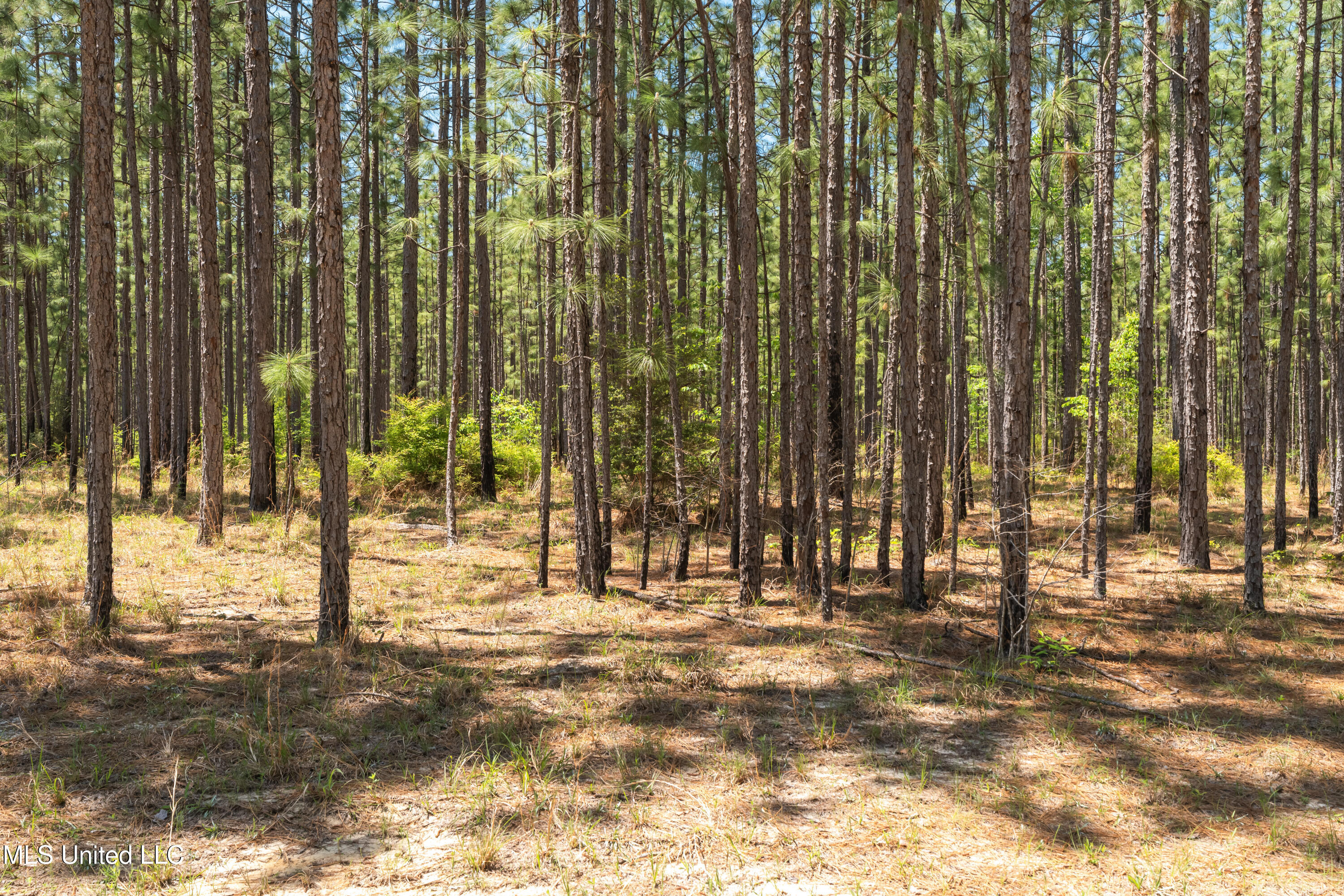 703 Ac +/- Purvis To Baxterville Road Property Photo 7