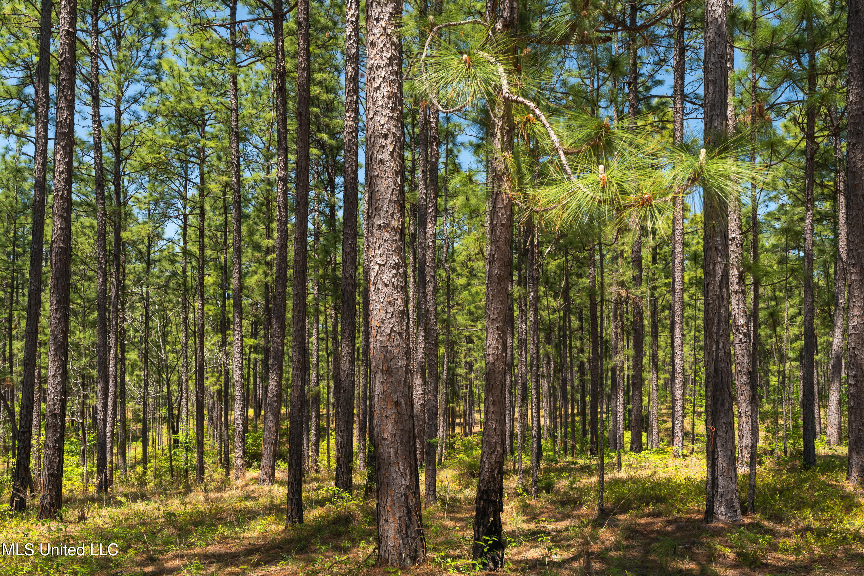 703 Ac +/- Purvis To Baxterville Road Property Photo 9