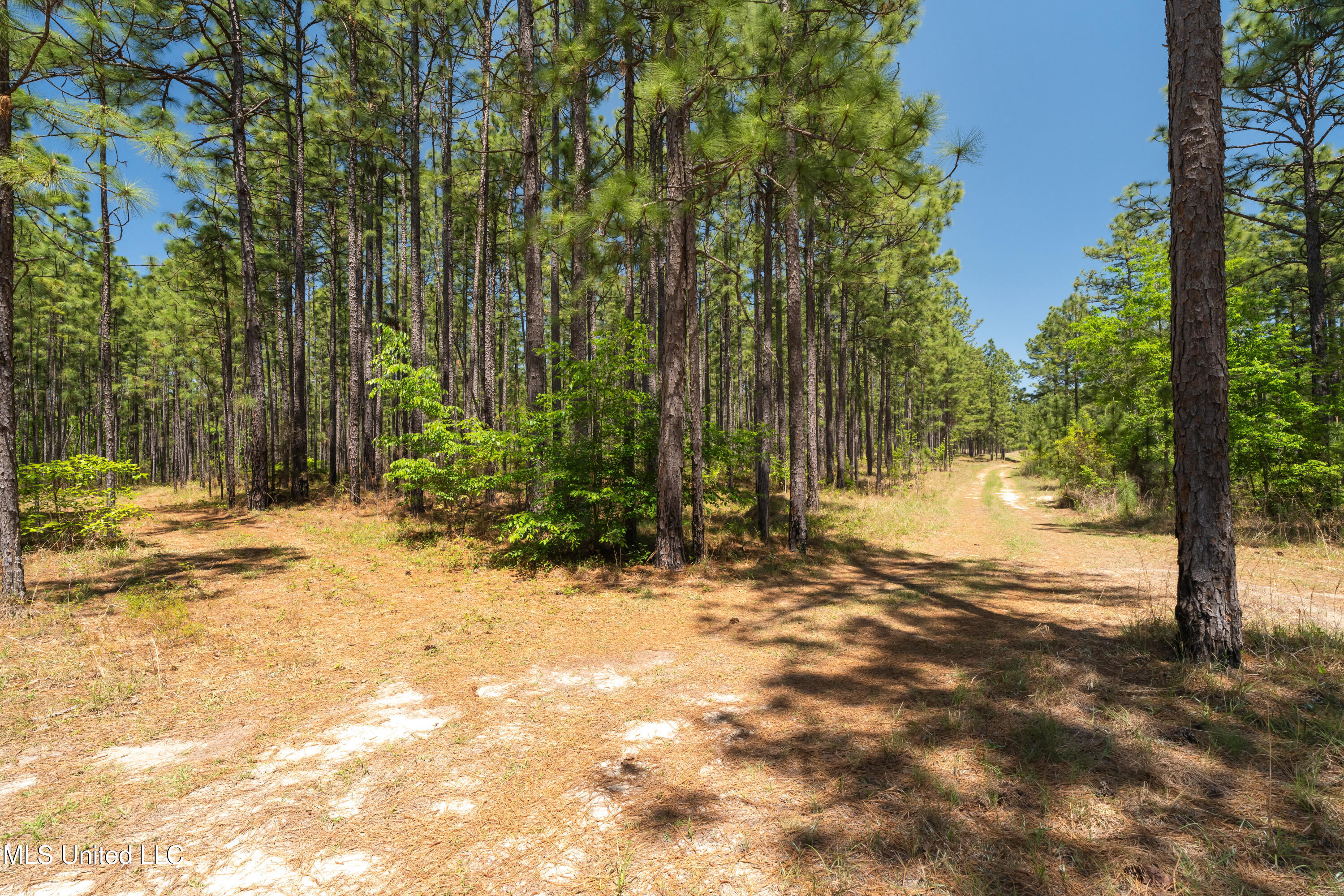 703 Ac +/- Purvis To Baxterville Road Property Photo 10