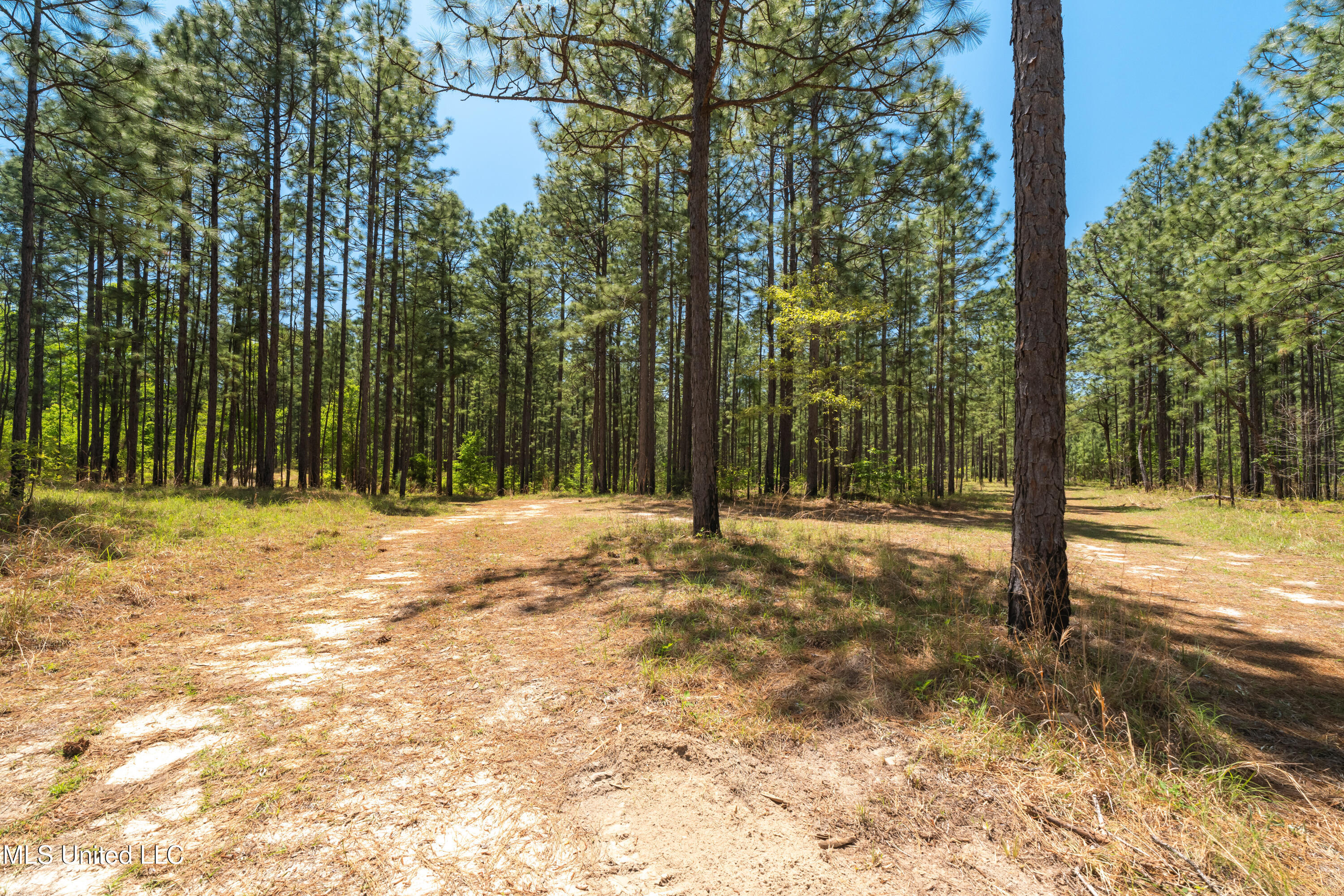703 Ac +/- Purvis To Baxterville Road Property Photo 11