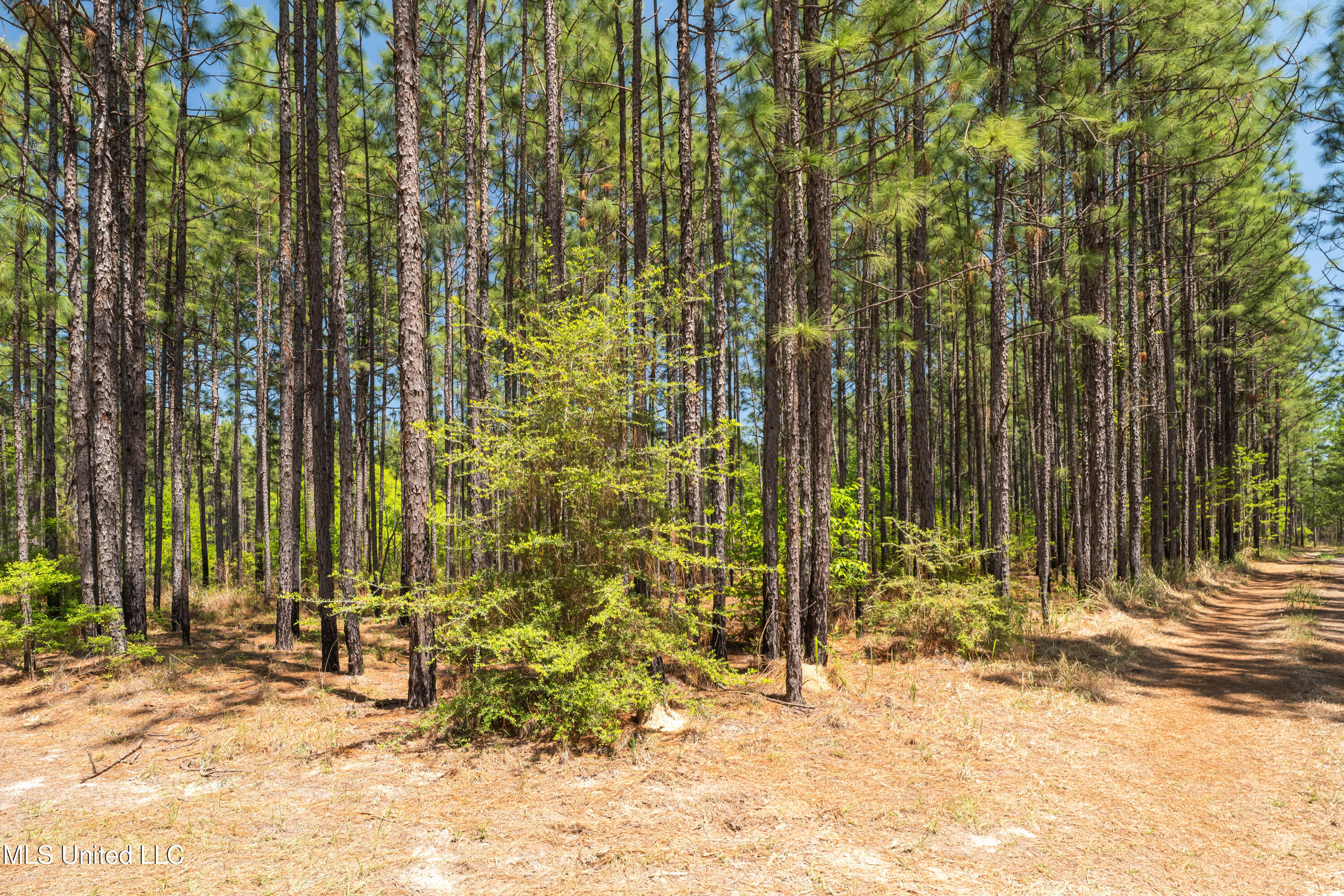 703 Ac +/- Purvis To Baxterville Road Property Photo 16