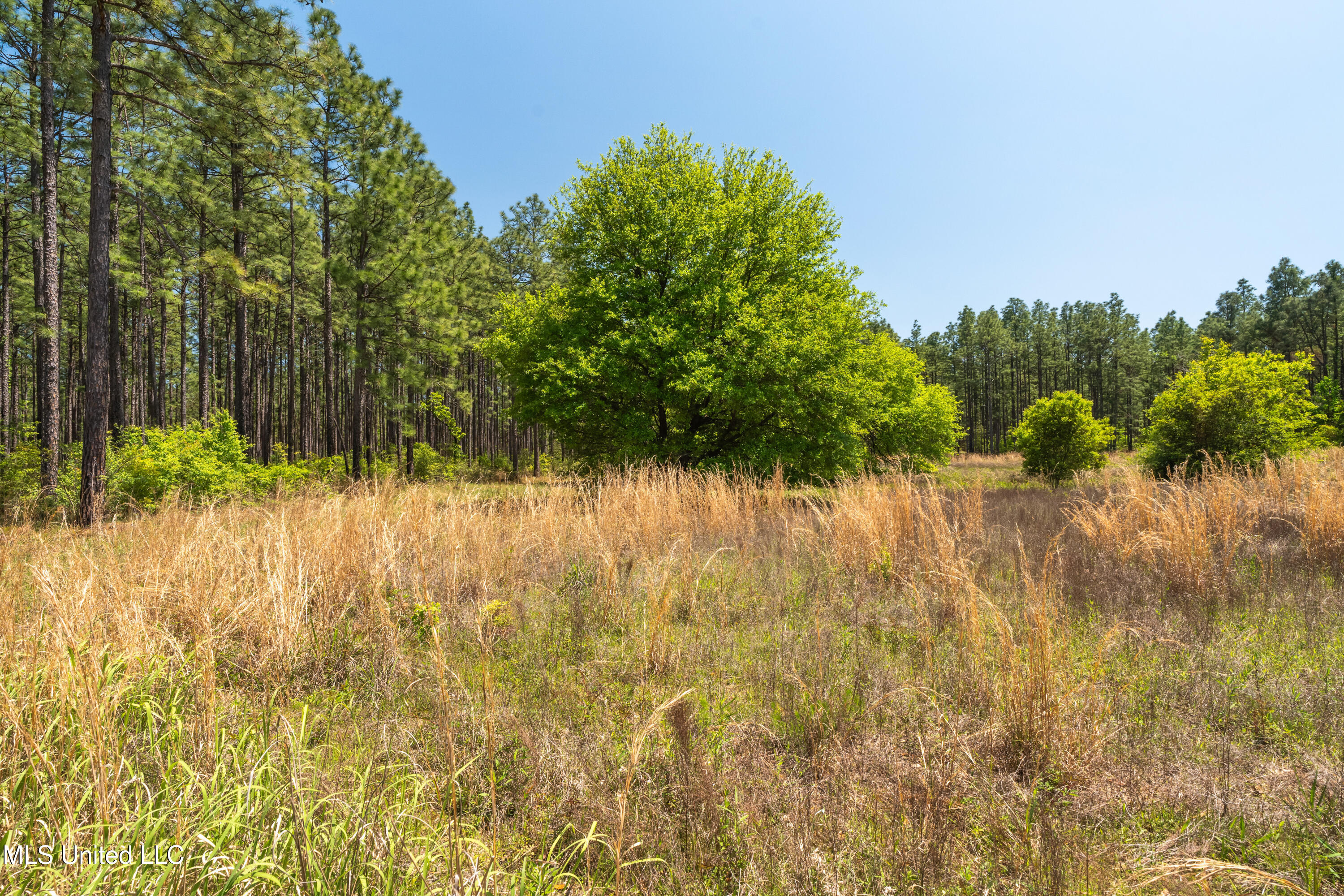 703 Ac +/- Purvis To Baxterville Road Property Photo 17