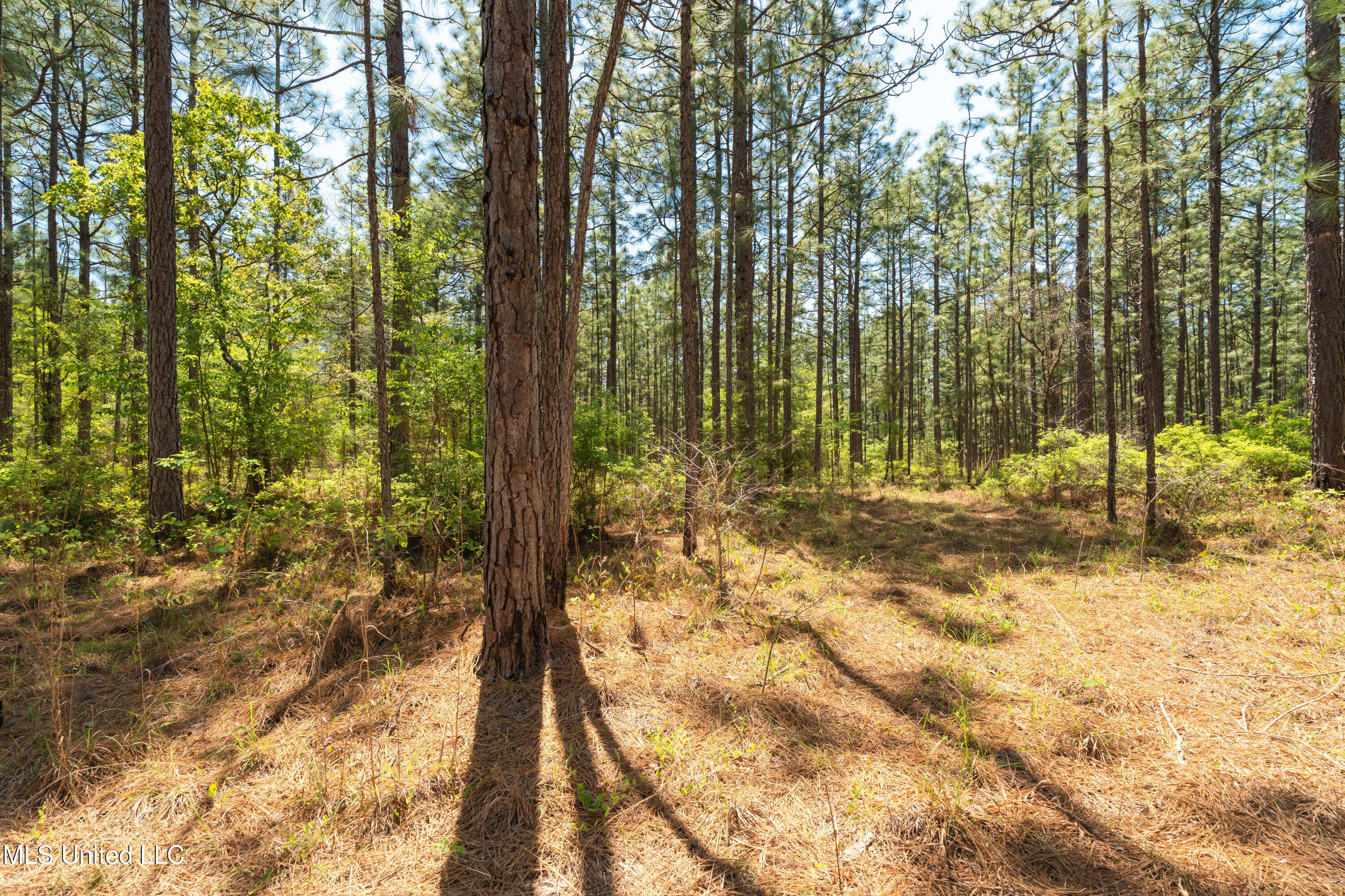703 Ac +/- Purvis To Baxterville Road Property Photo 19
