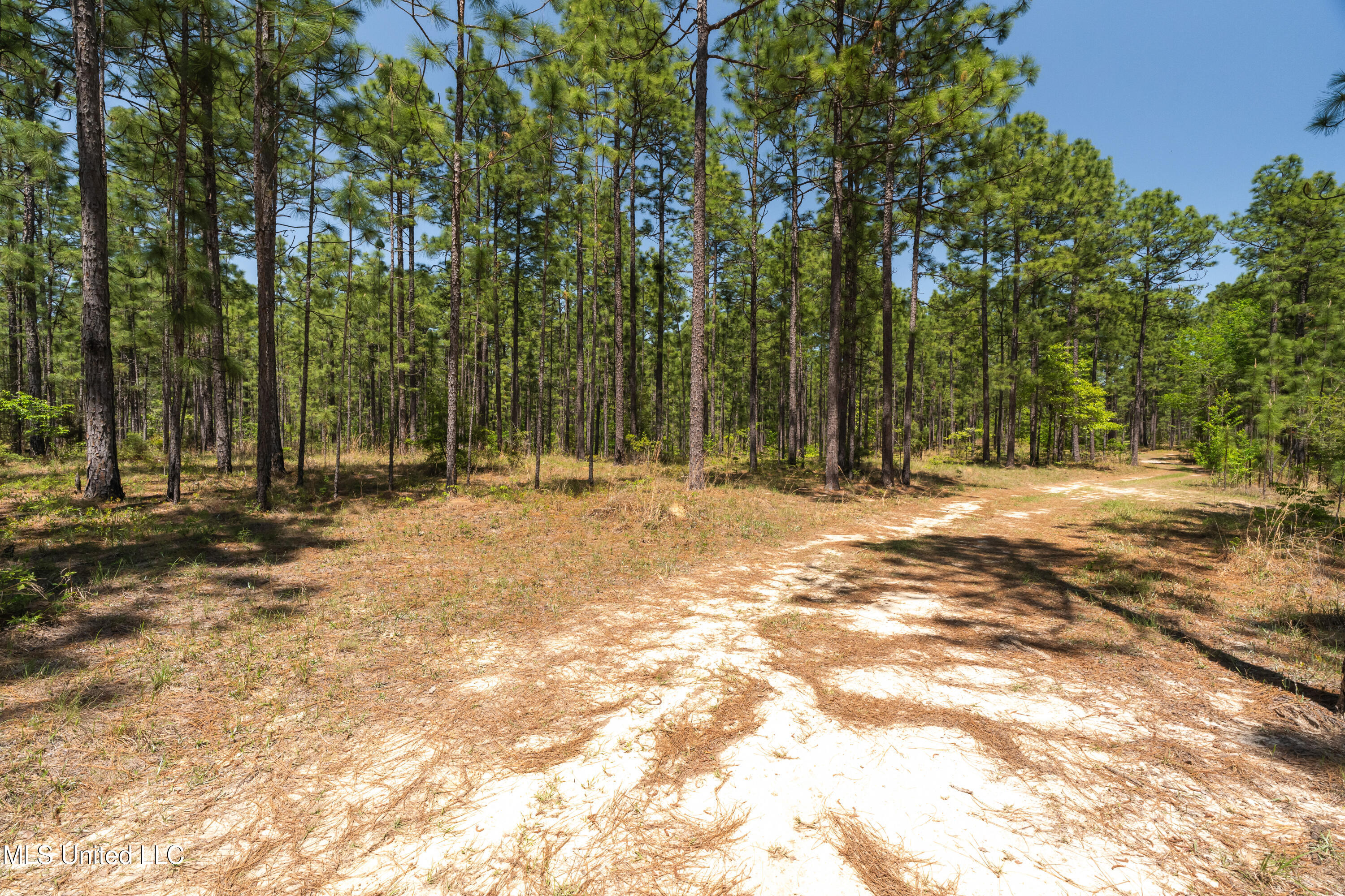 703 Ac +/- Purvis To Baxterville Road Property Photo 21