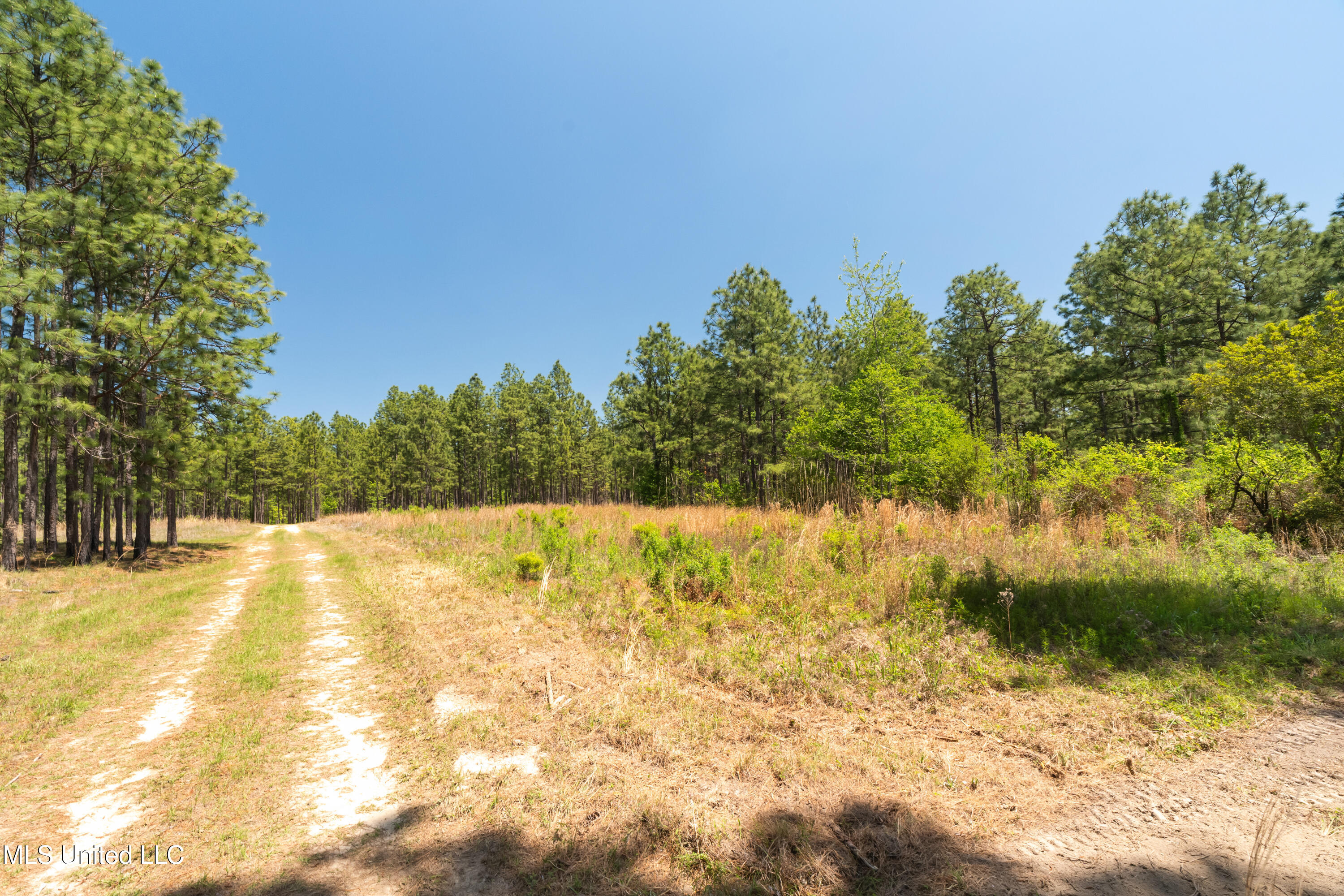 703 Ac +/- Purvis To Baxterville Road Property Photo 25