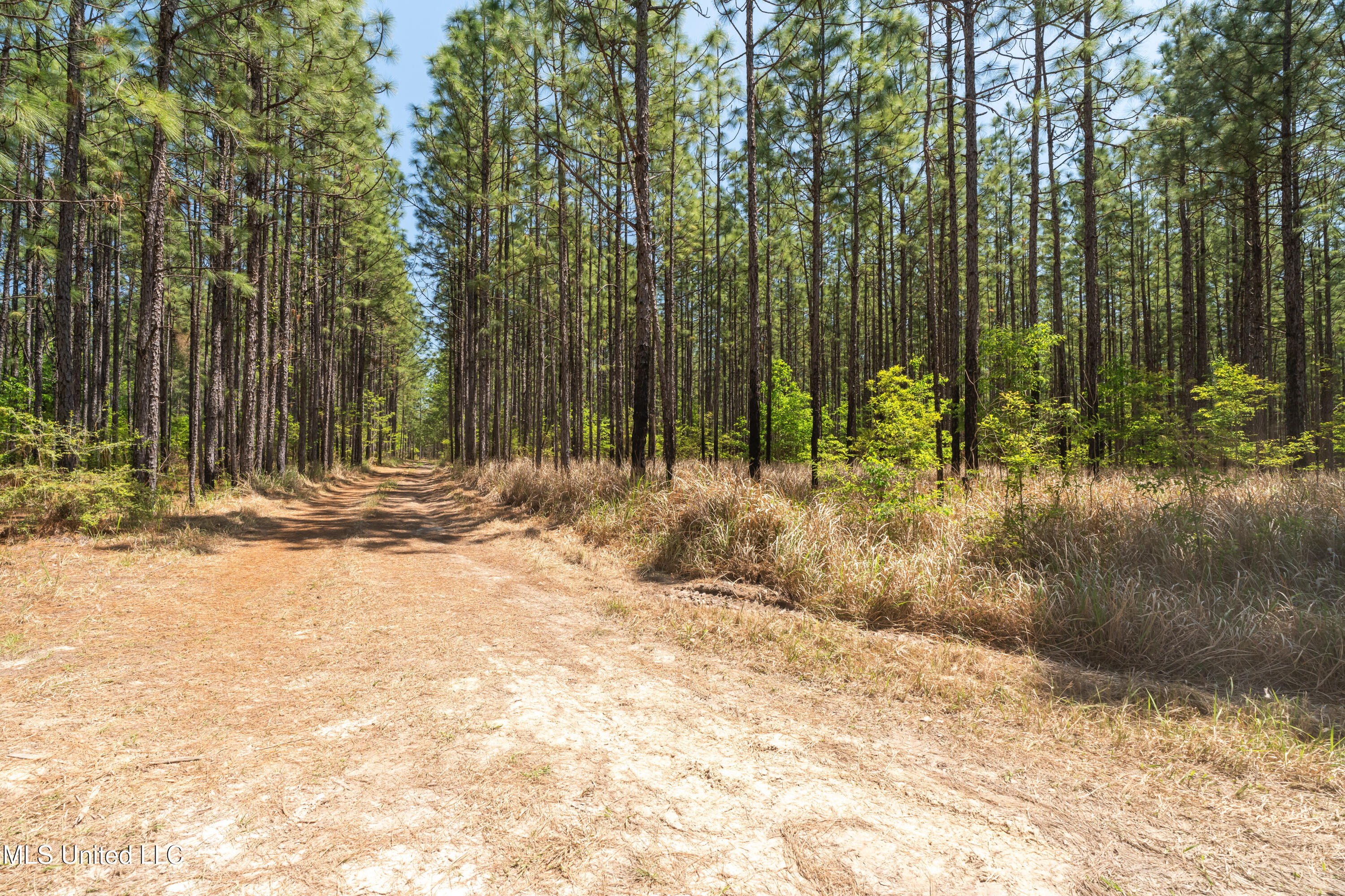 703 Ac +/- Purvis To Baxterville Road Property Photo 27