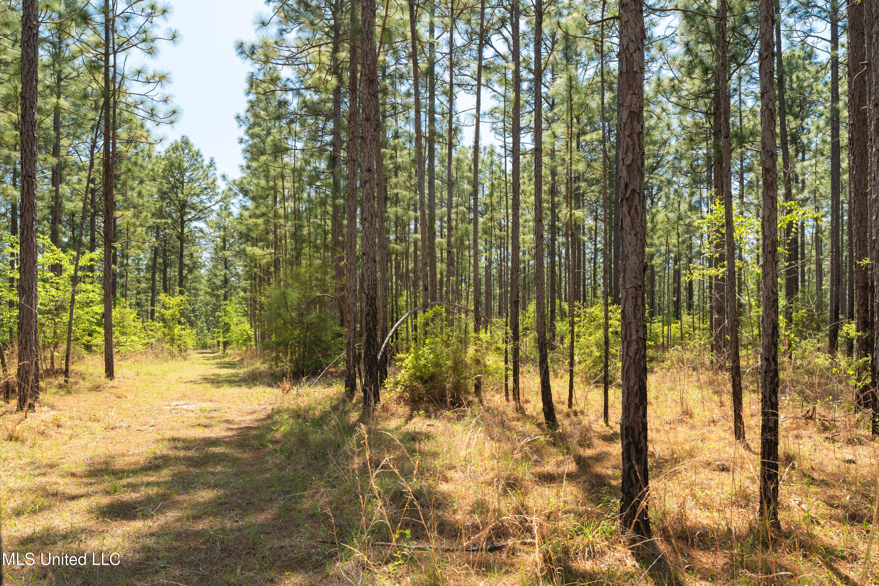 703 Ac +/- Purvis To Baxterville Road Property Photo 30