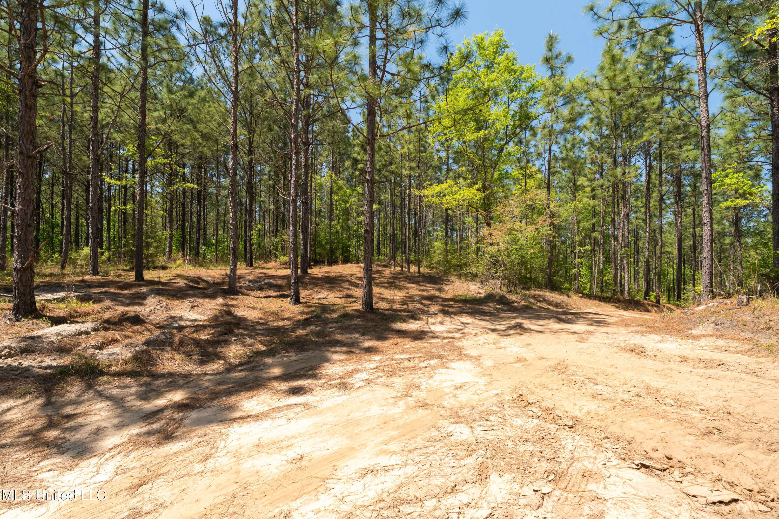 703 Ac +/- Purvis To Baxterville Road Property Photo 32