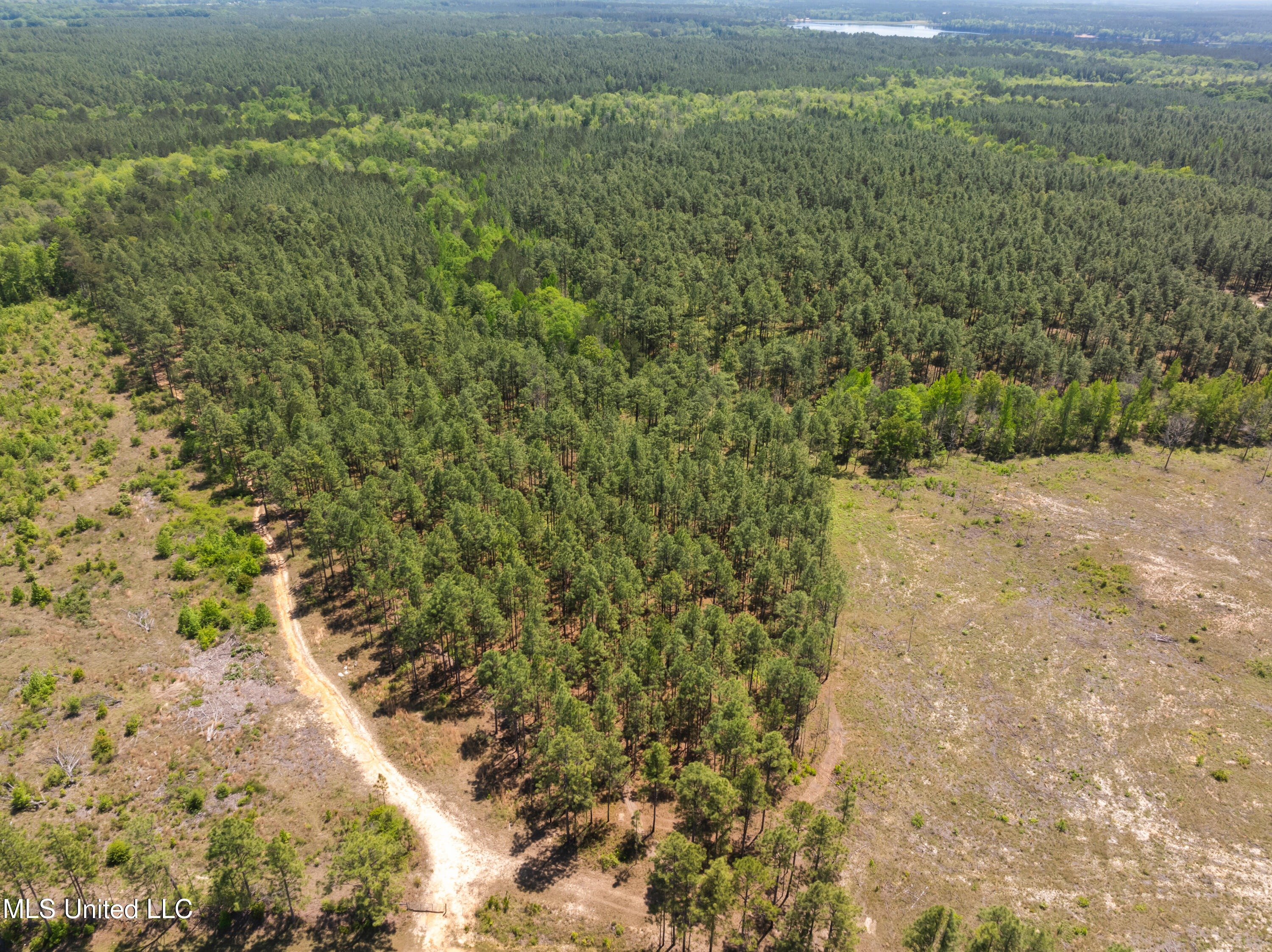 703 Ac +/- Purvis To Baxterville Road Property Photo 38