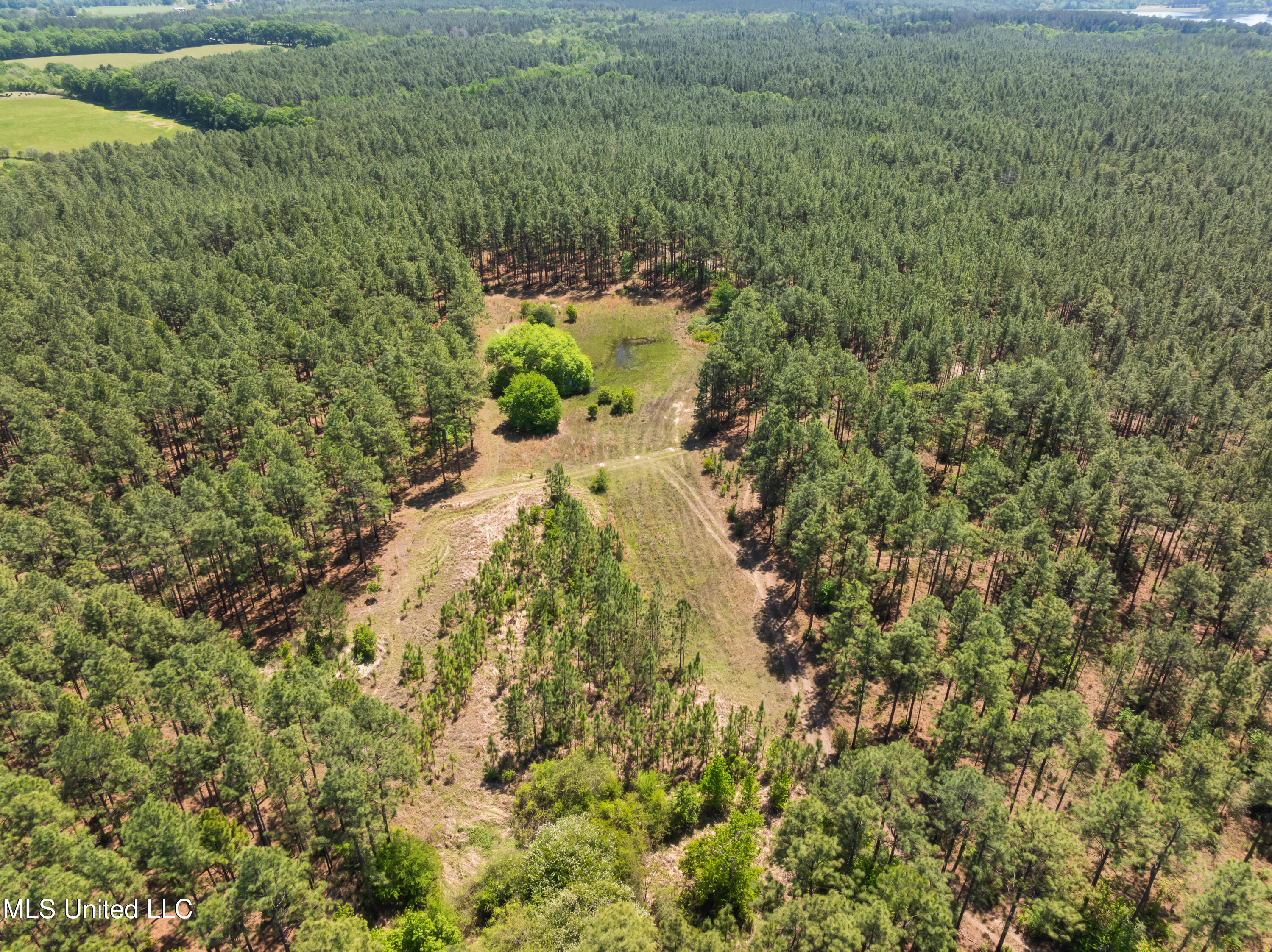 703 Ac +/- Purvis To Baxterville Road Property Photo 39
