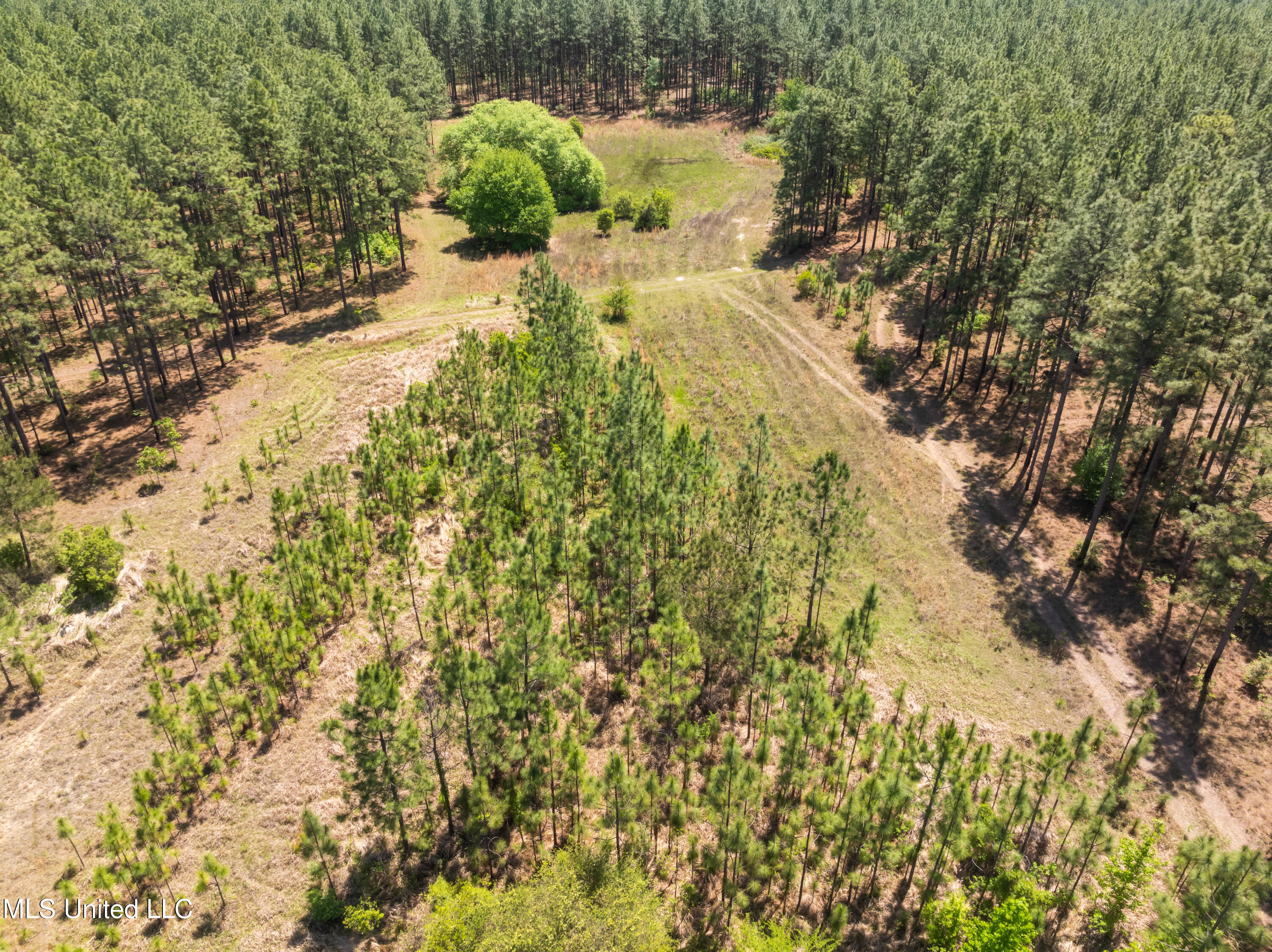 703 Ac +/- Purvis To Baxterville Road Property Photo 40
