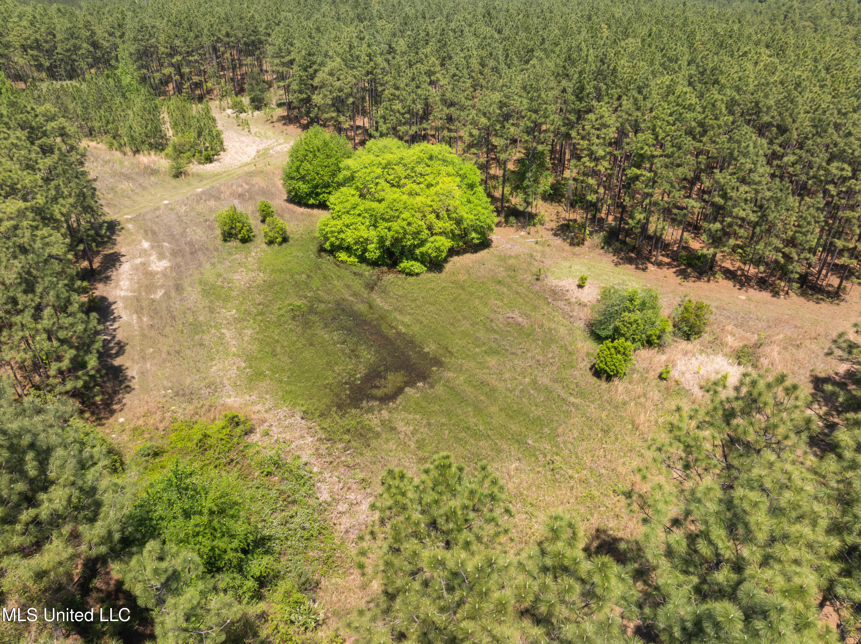 703 Ac +/- Purvis To Baxterville Road Property Photo 41
