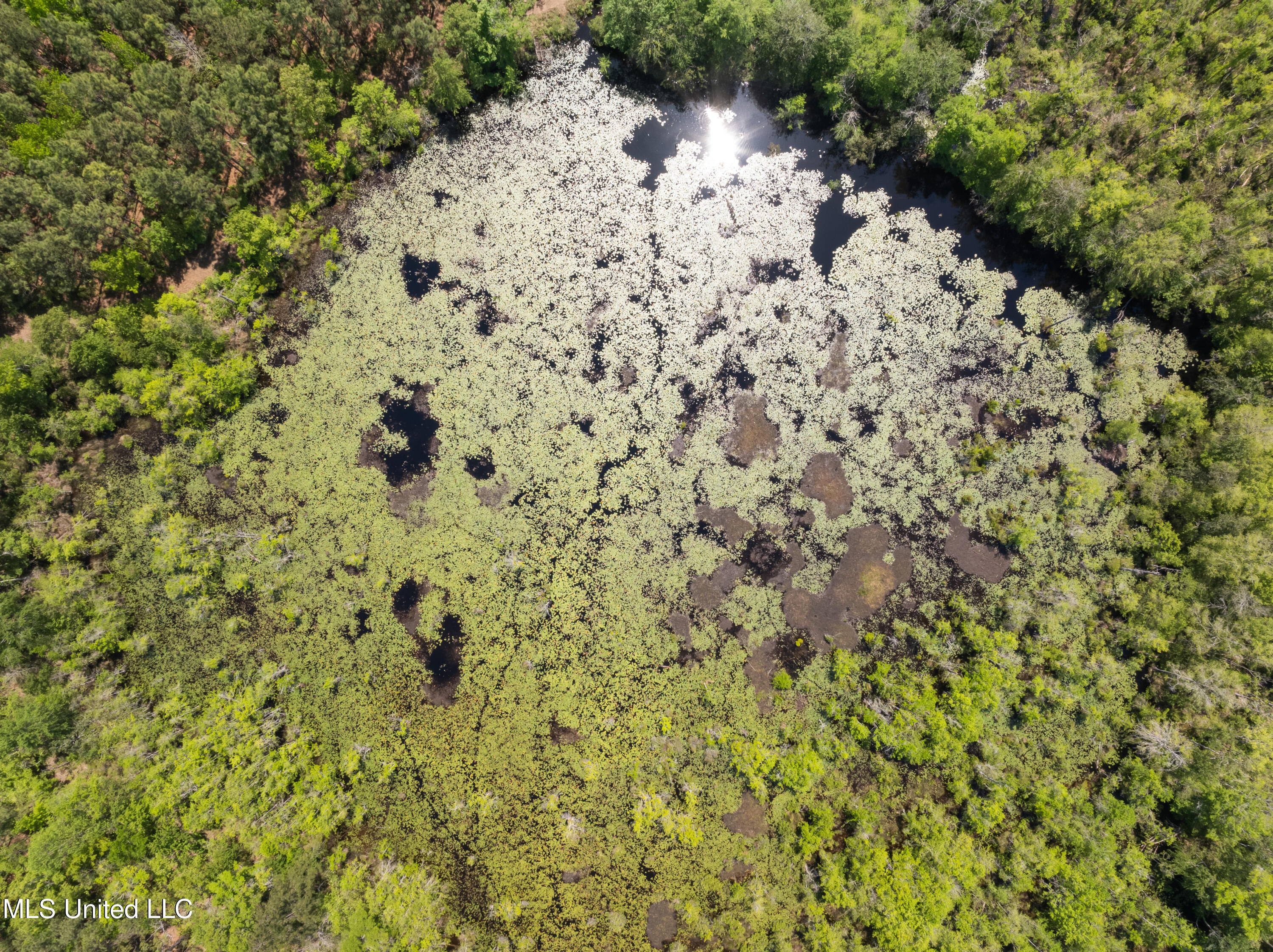 703 Ac +/- Purvis To Baxterville Road Property Photo 48