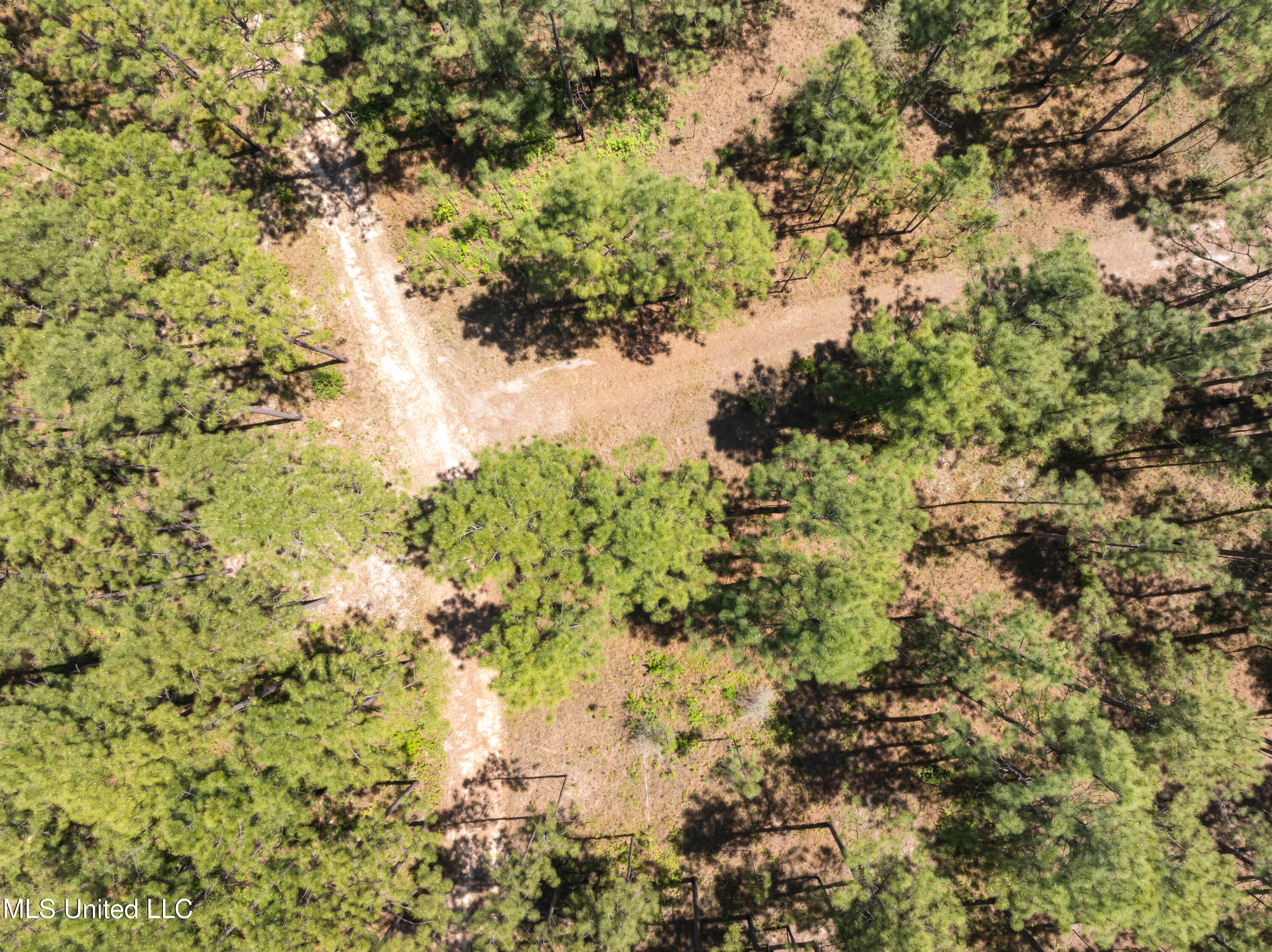 703 Ac +/- Purvis To Baxterville Road Property Photo 53