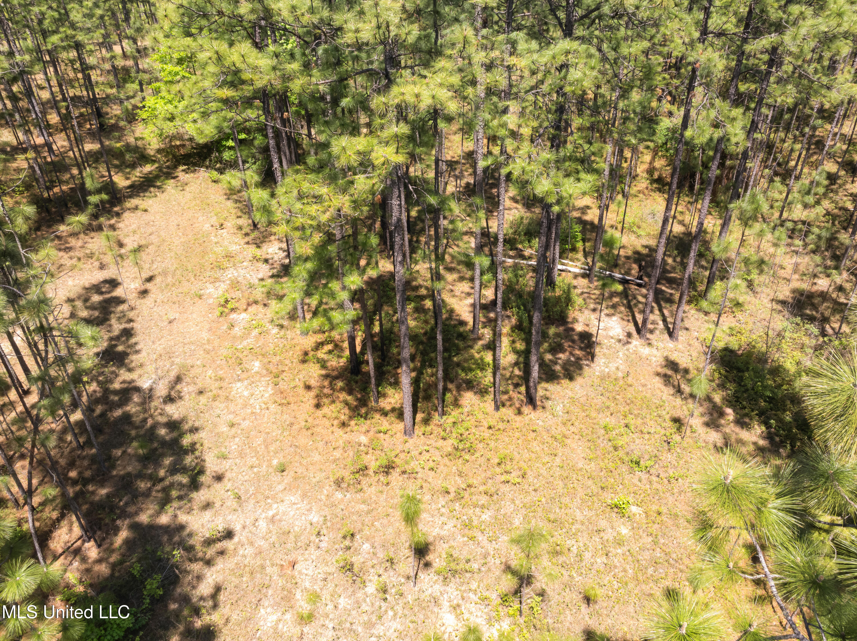 703 Ac +/- Purvis To Baxterville Road Property Photo 54