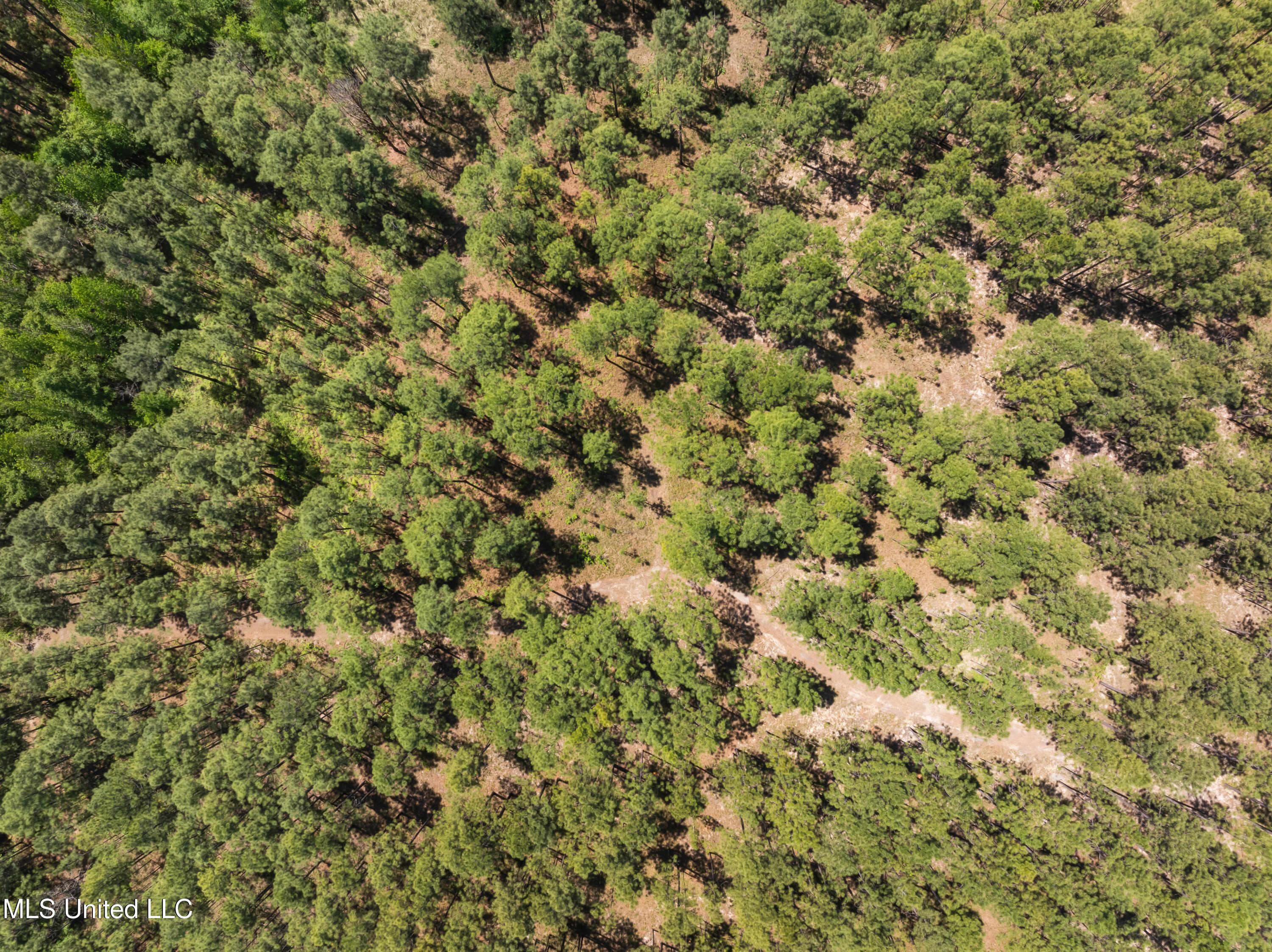 703 Ac +/- Purvis To Baxterville Road Property Photo 55