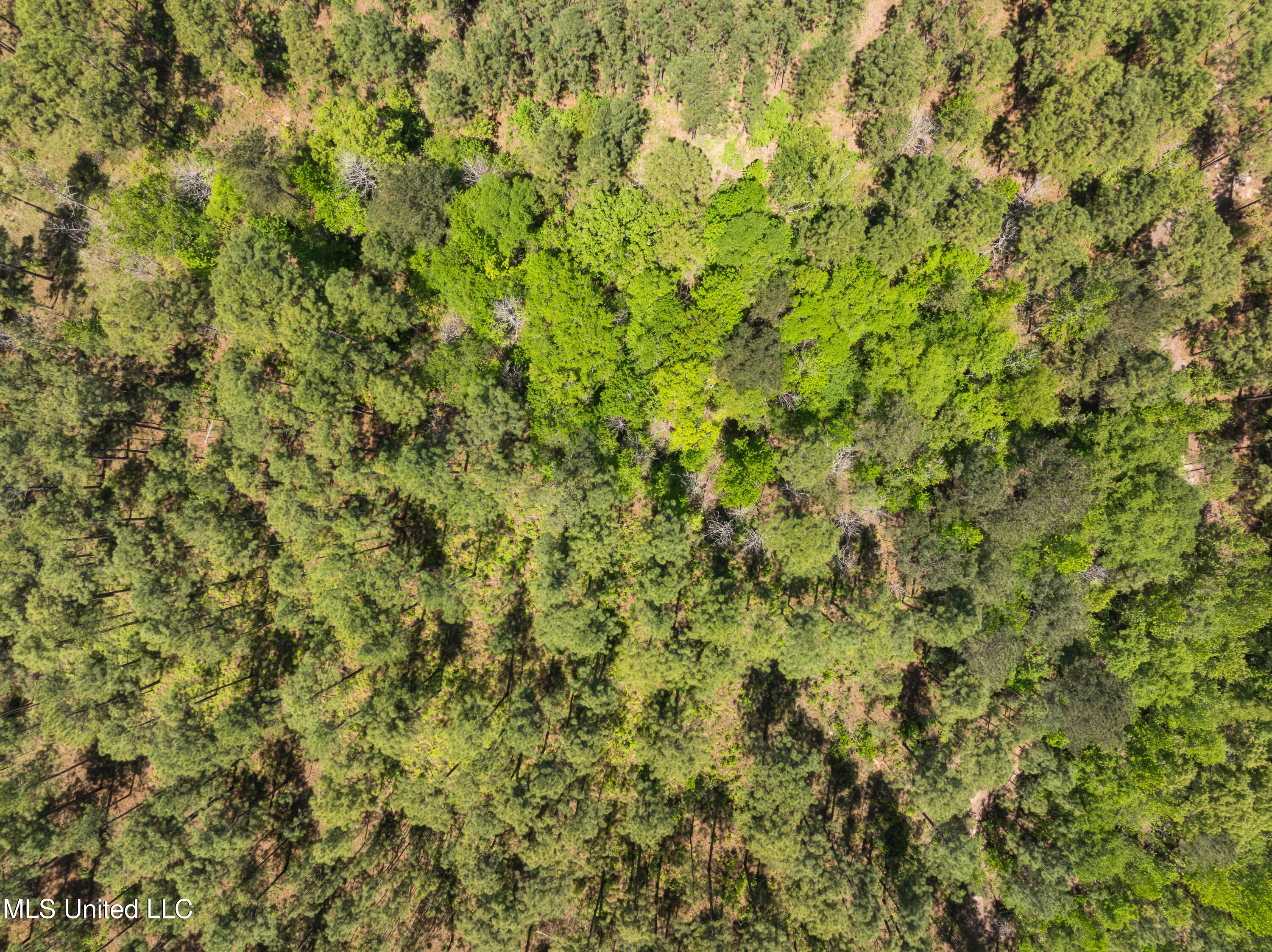 703 Ac +/- Purvis To Baxterville Road Property Photo 59