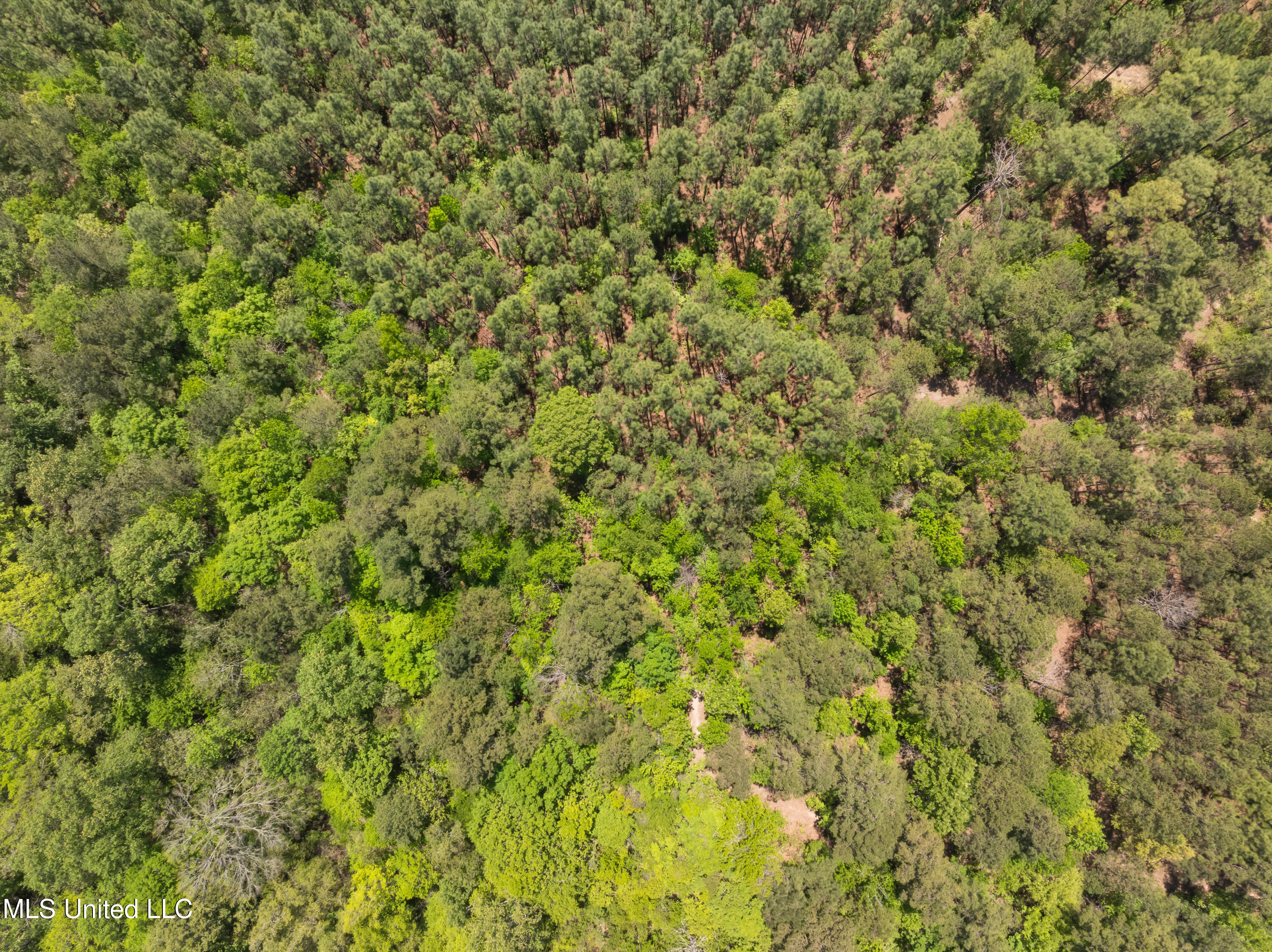 703 Ac +/- Purvis To Baxterville Road Property Photo 60