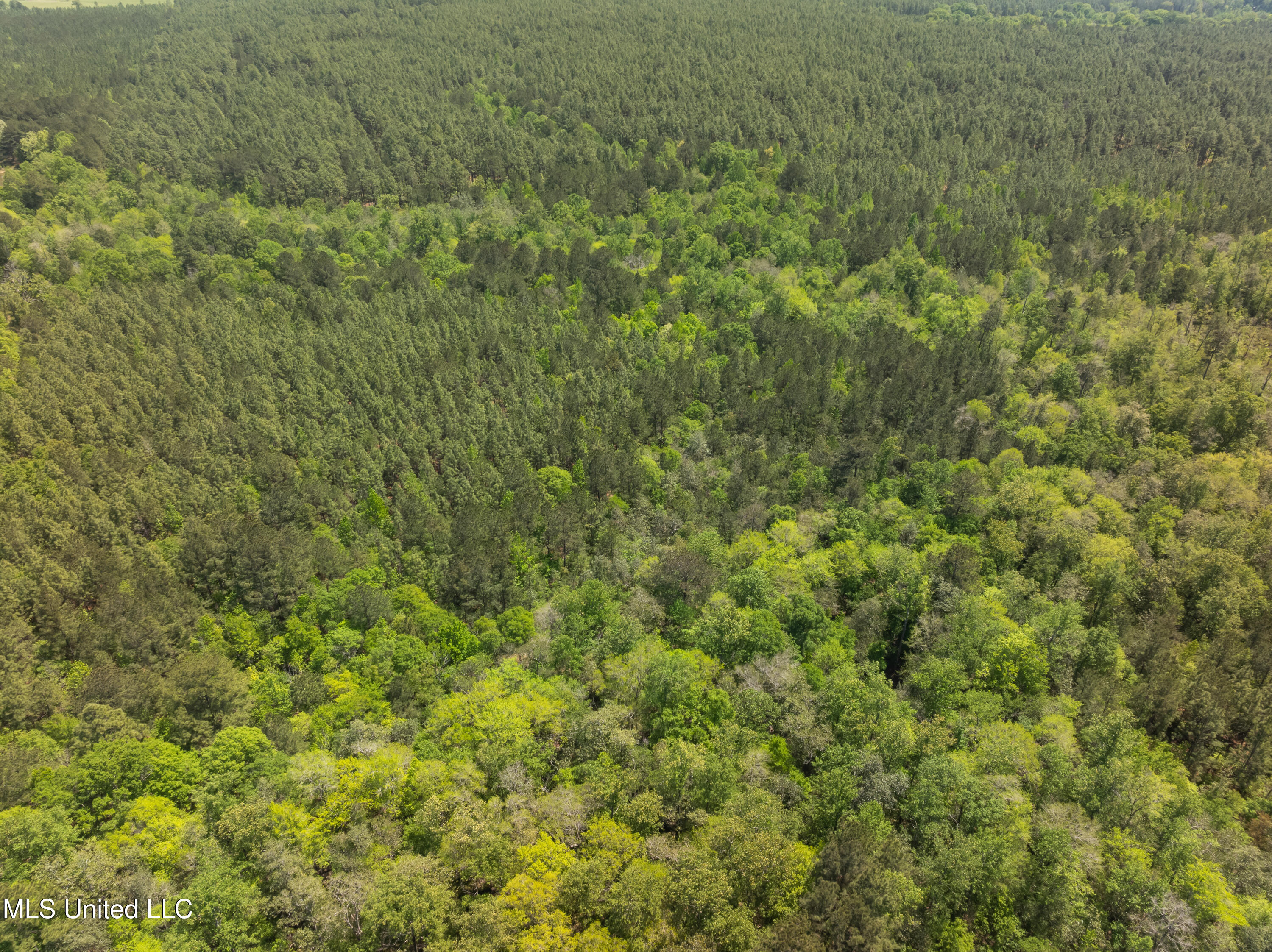 703 Ac +/- Purvis To Baxterville Road Property Photo 61