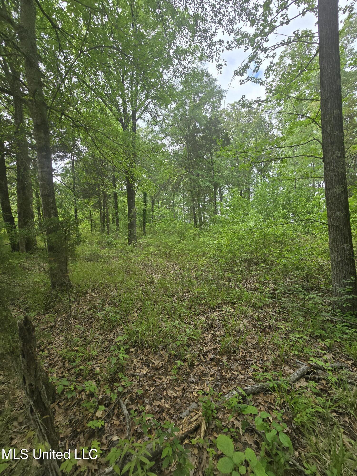 Laughter Road Property Photo 5