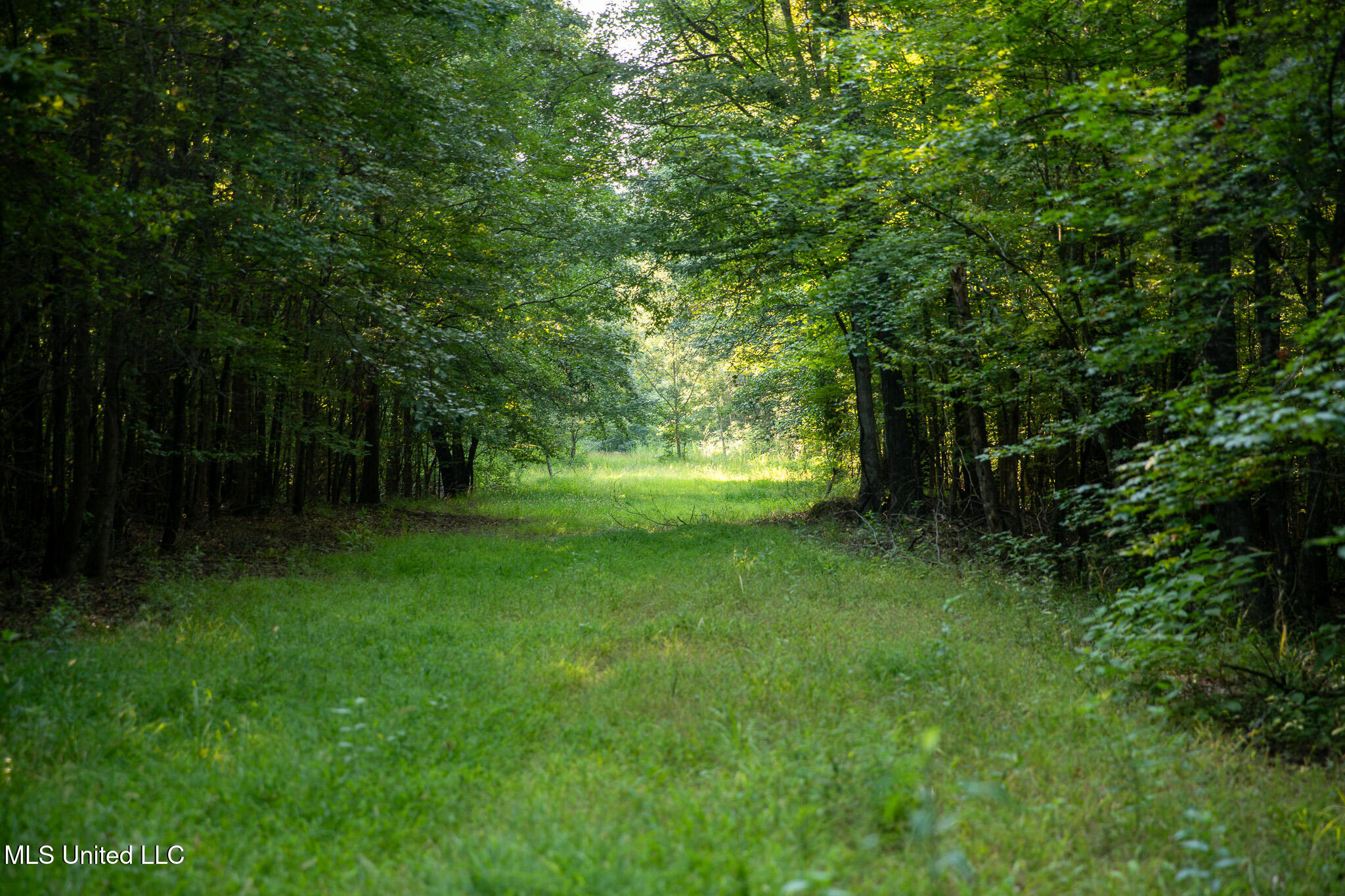 2286 Rosebank Mount Olive Rd Road Property Photo 46