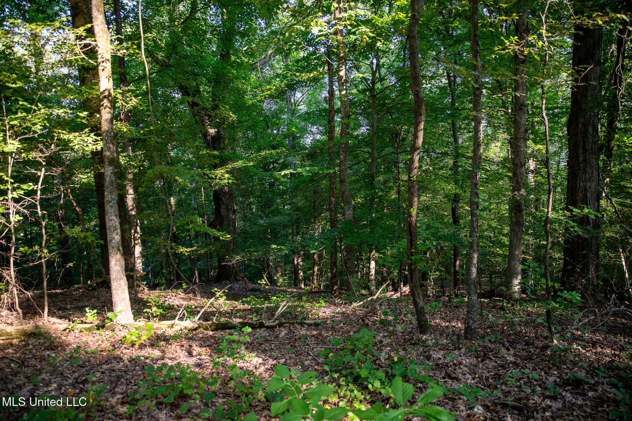 2286 Rosebank Mount Olive Rd Road Property Photo 55