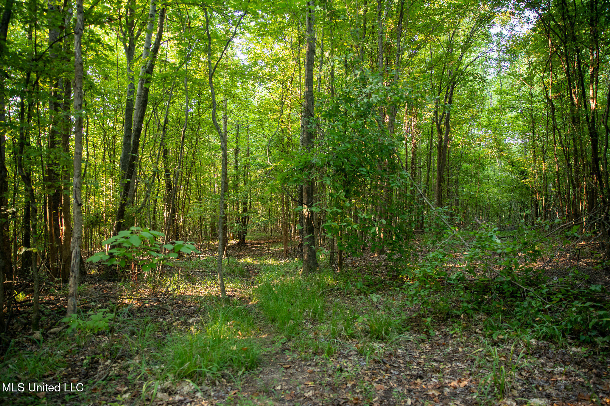 2286 Rosebank Mount Olive Rd Road Property Photo 112
