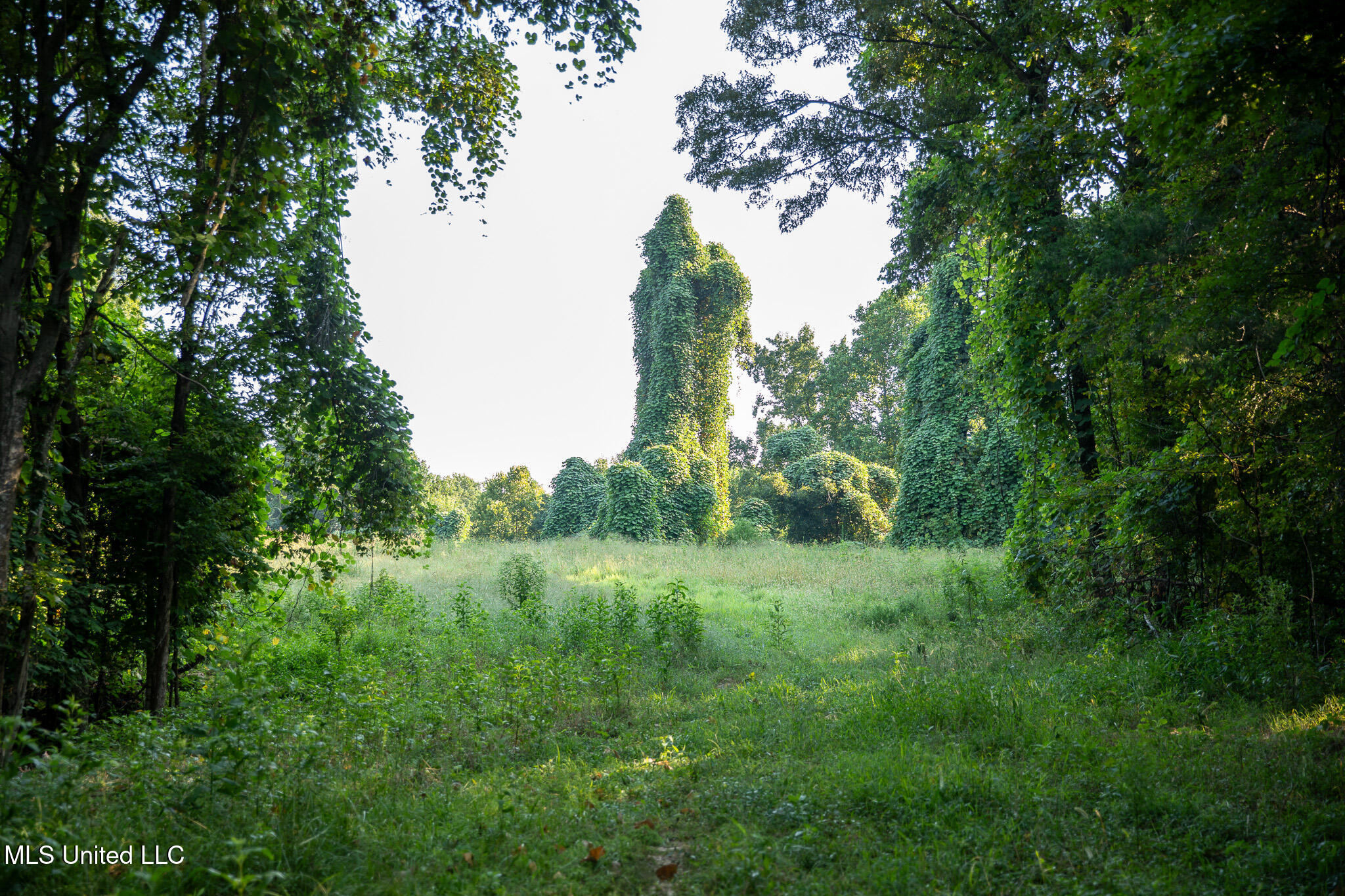 2286 Rosebank Mount Olive Rd Road Property Photo 125