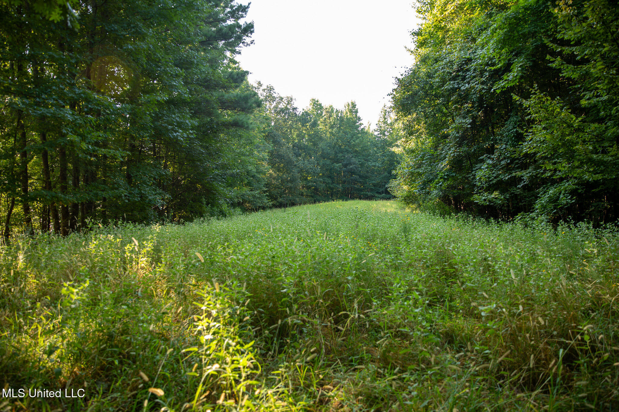 2286 Rosebank Mount Olive Rd Road Property Photo 129