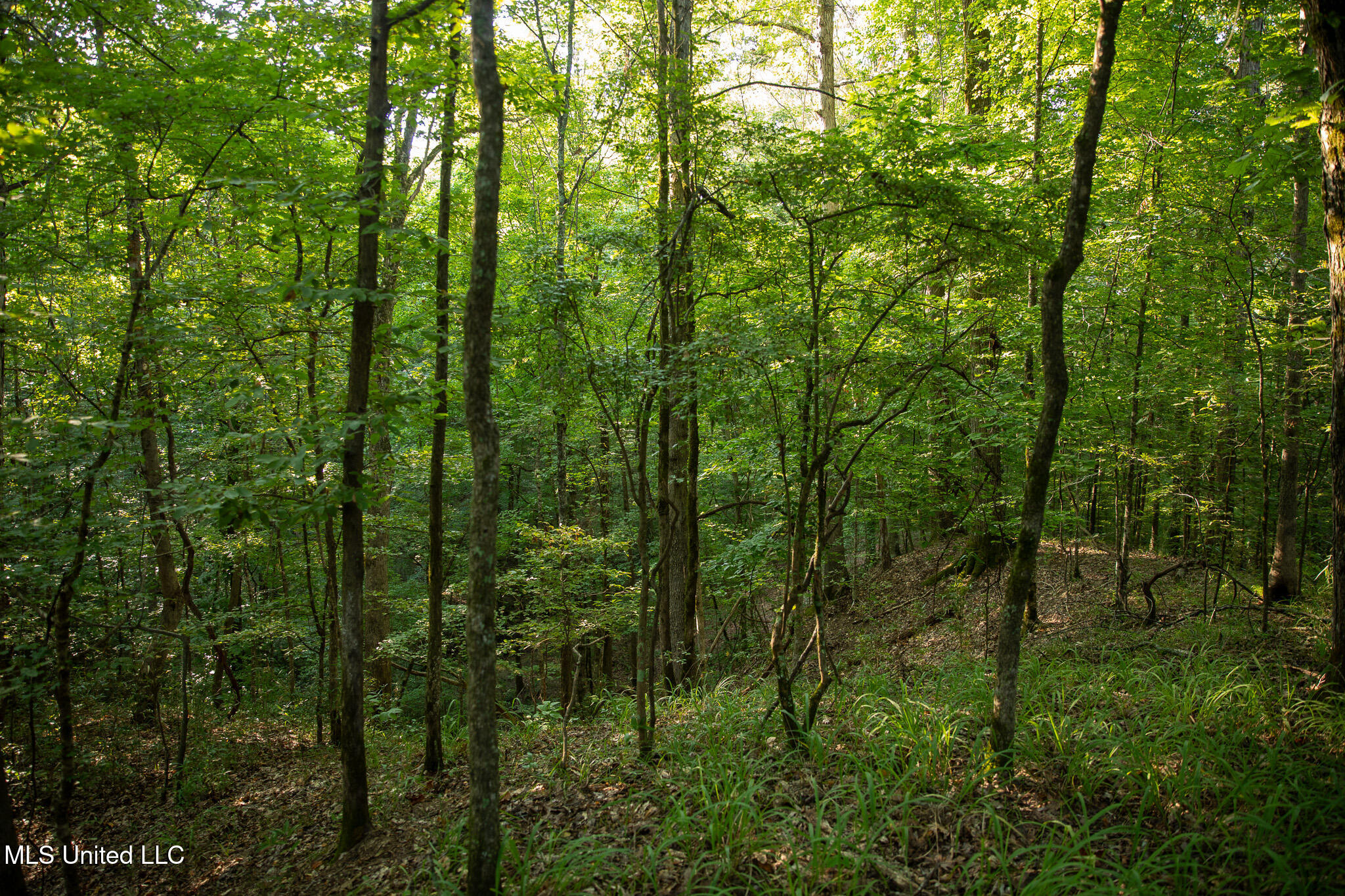 2286 Rosebank Mount Olive Rd Road Property Photo 152