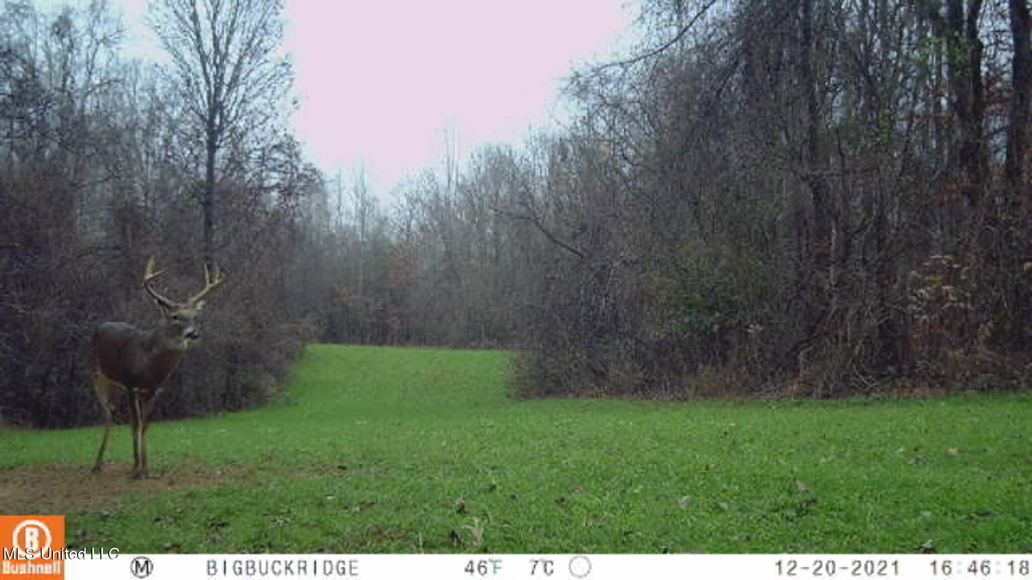 2286 Rosebank Mount Olive Rd Road Property Photo 155