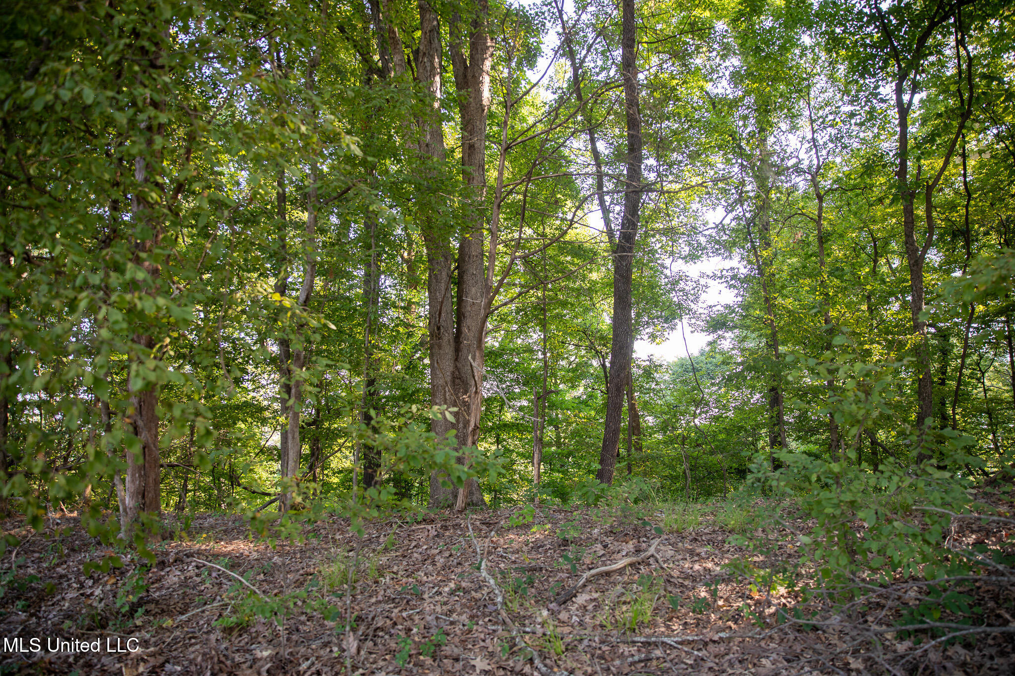 2286 Rosebank Mount Olive Rd Road Property Photo 157