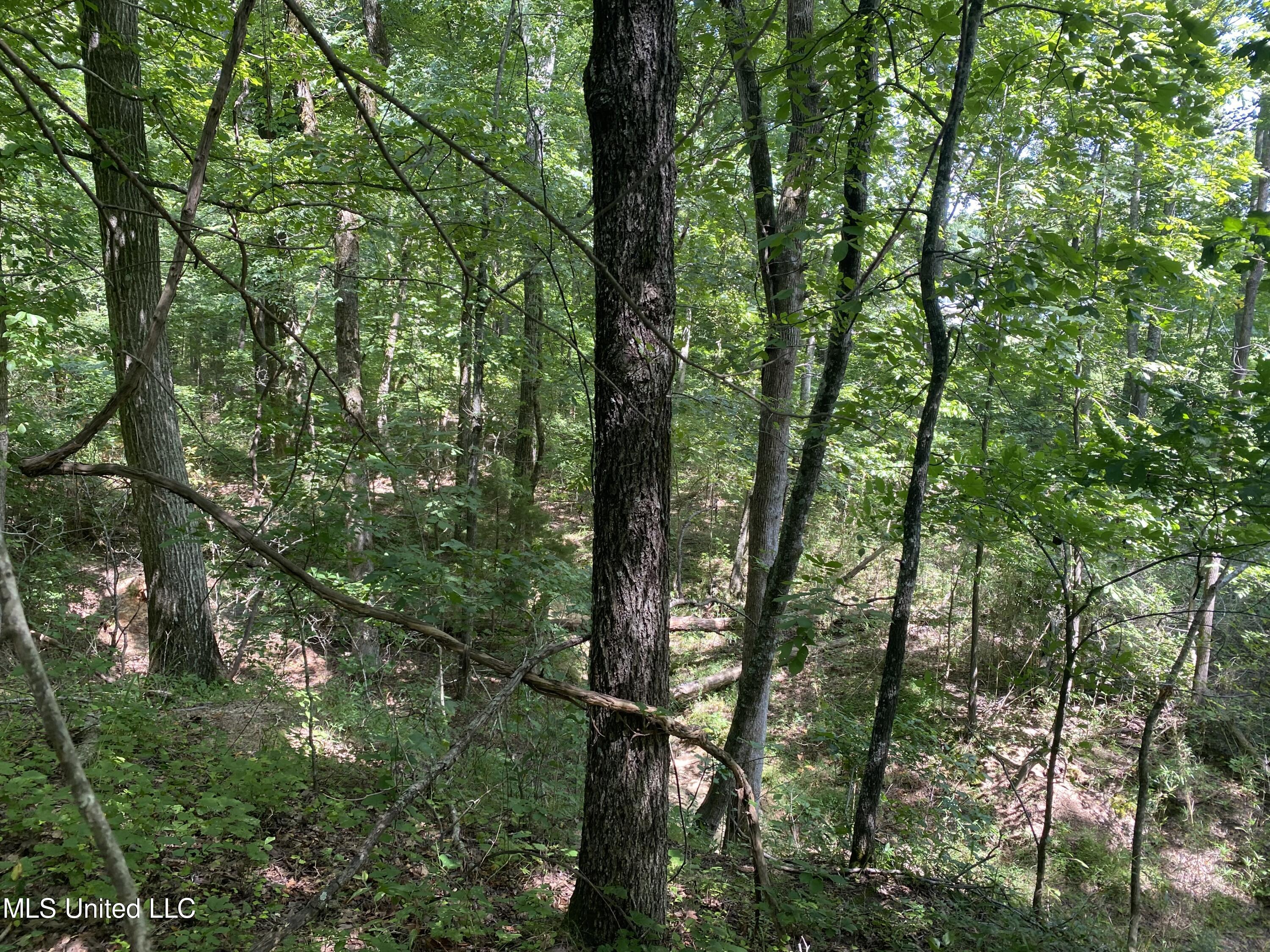 0 Summer Oak Drive Property Photo 5