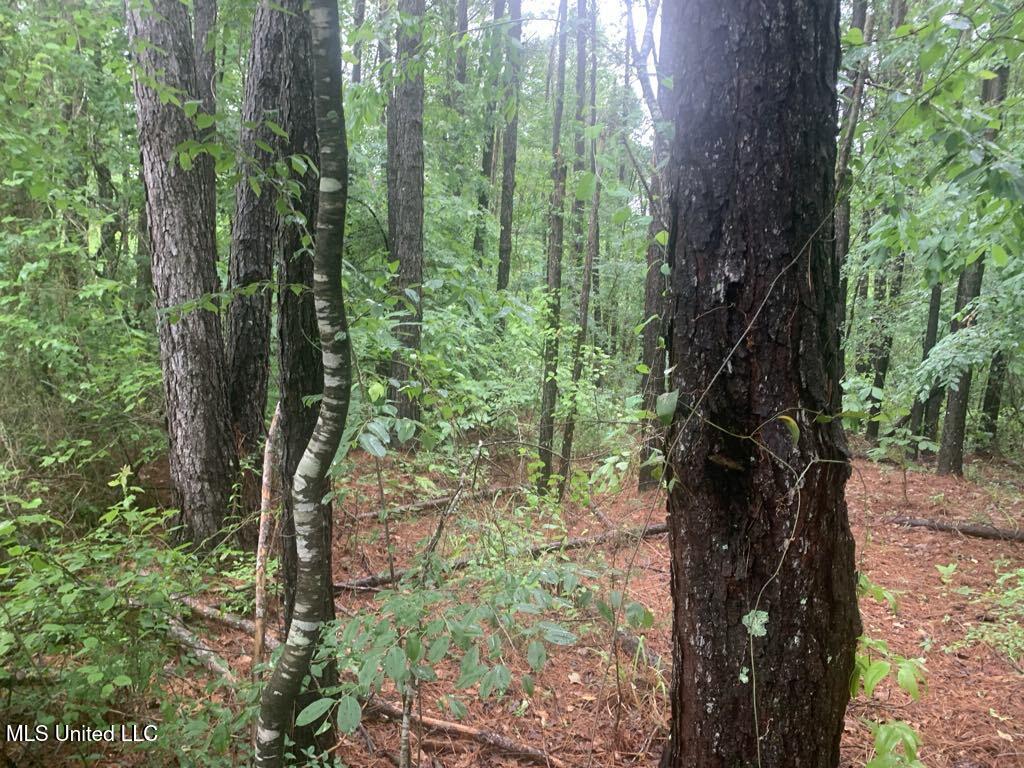 1063 Dry Creek Road Property Photo 11