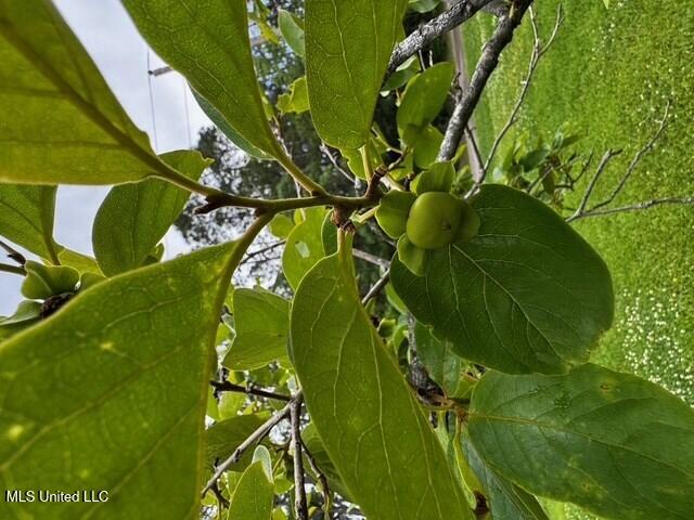 3099 Longfellow Drive Property Photo 32