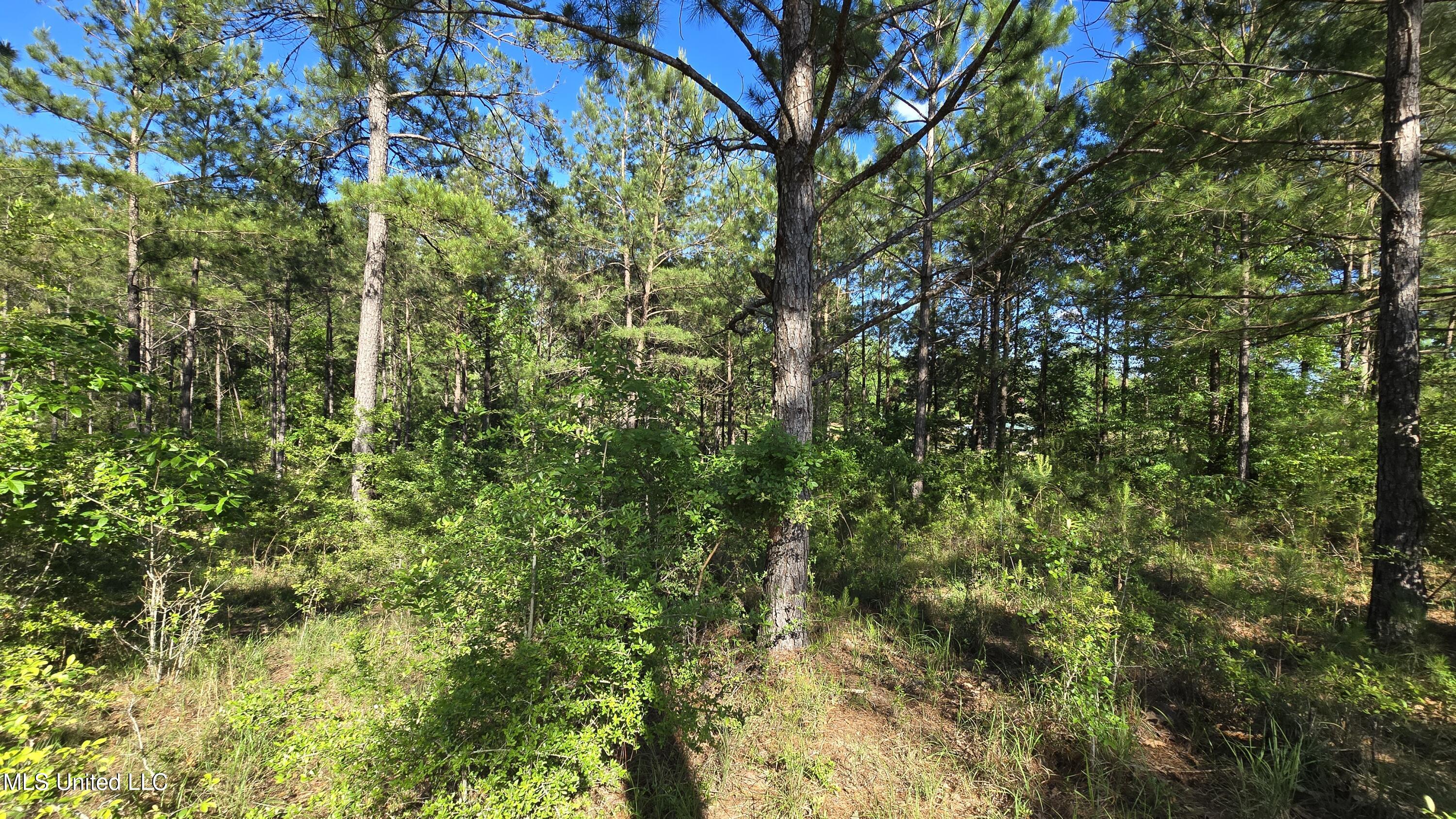 Mellie Lane Property Photo 12