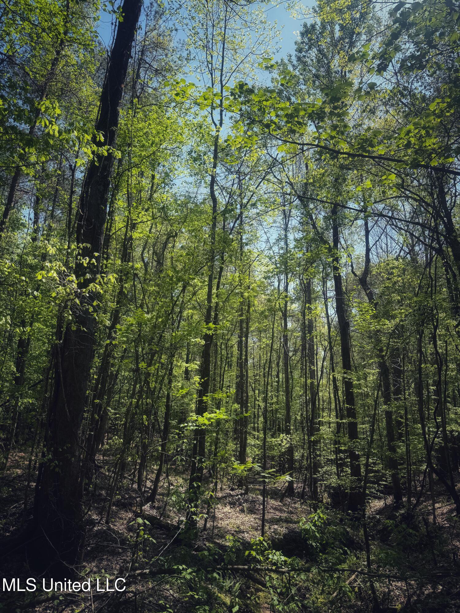 Holly Grove Meeks Road Property Photo 30