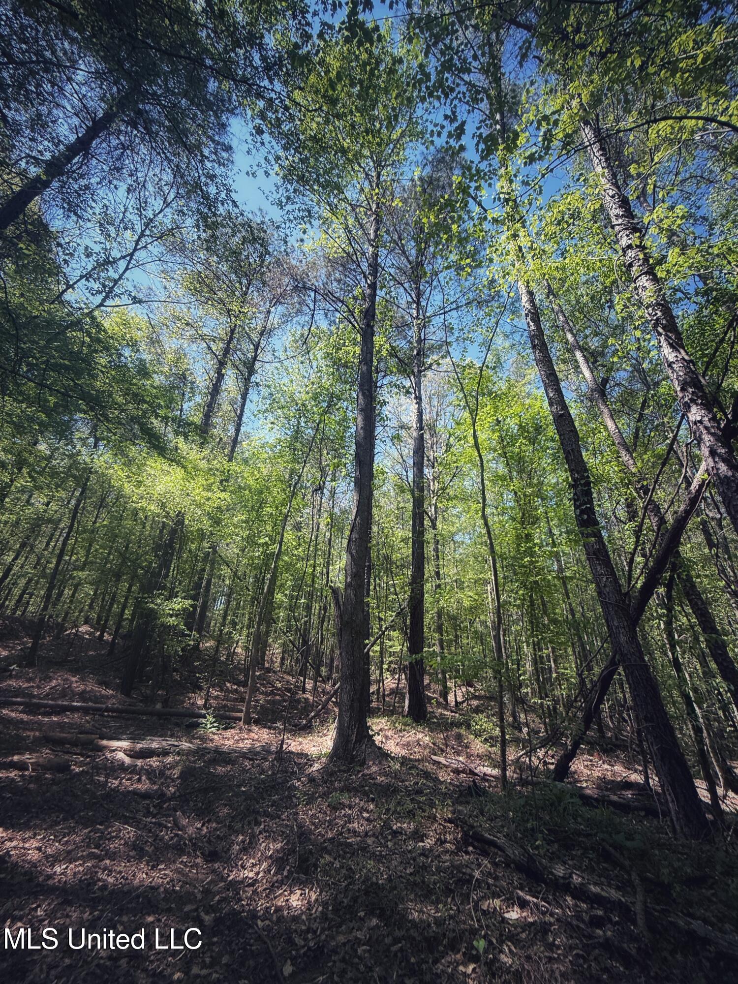 Holly Grove Meeks Road Property Photo 37