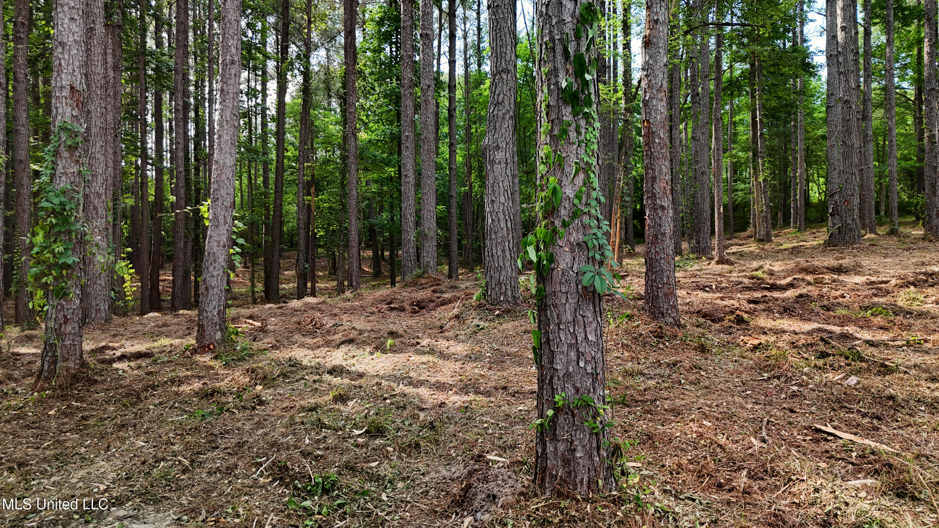 Dogwood Trace Property Photo 8