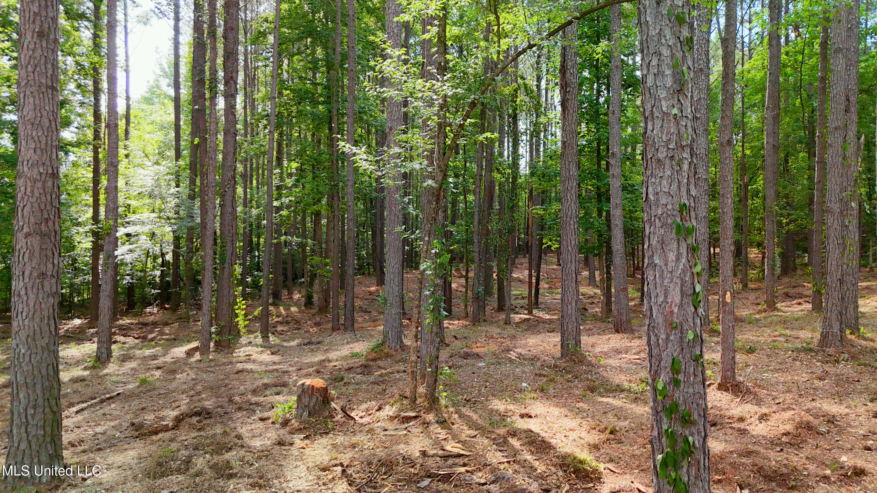 Dogwood Trace Property Photo 19