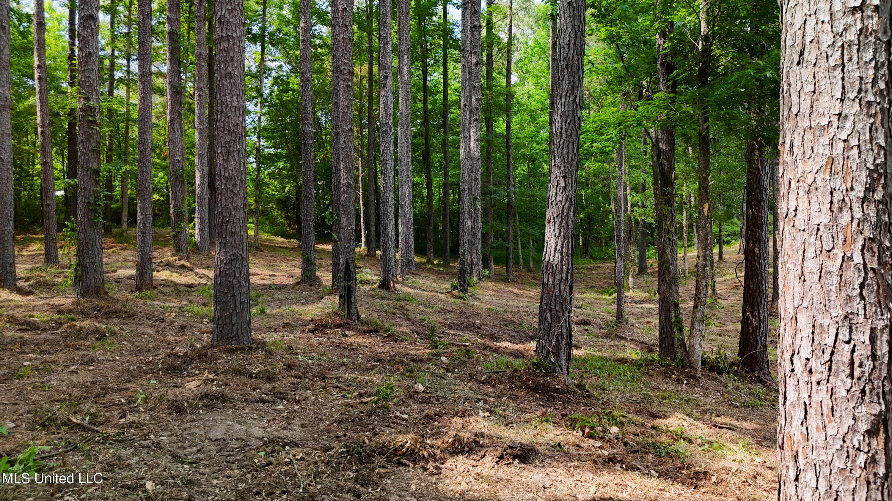 Dogwood Trace Property Photo 20